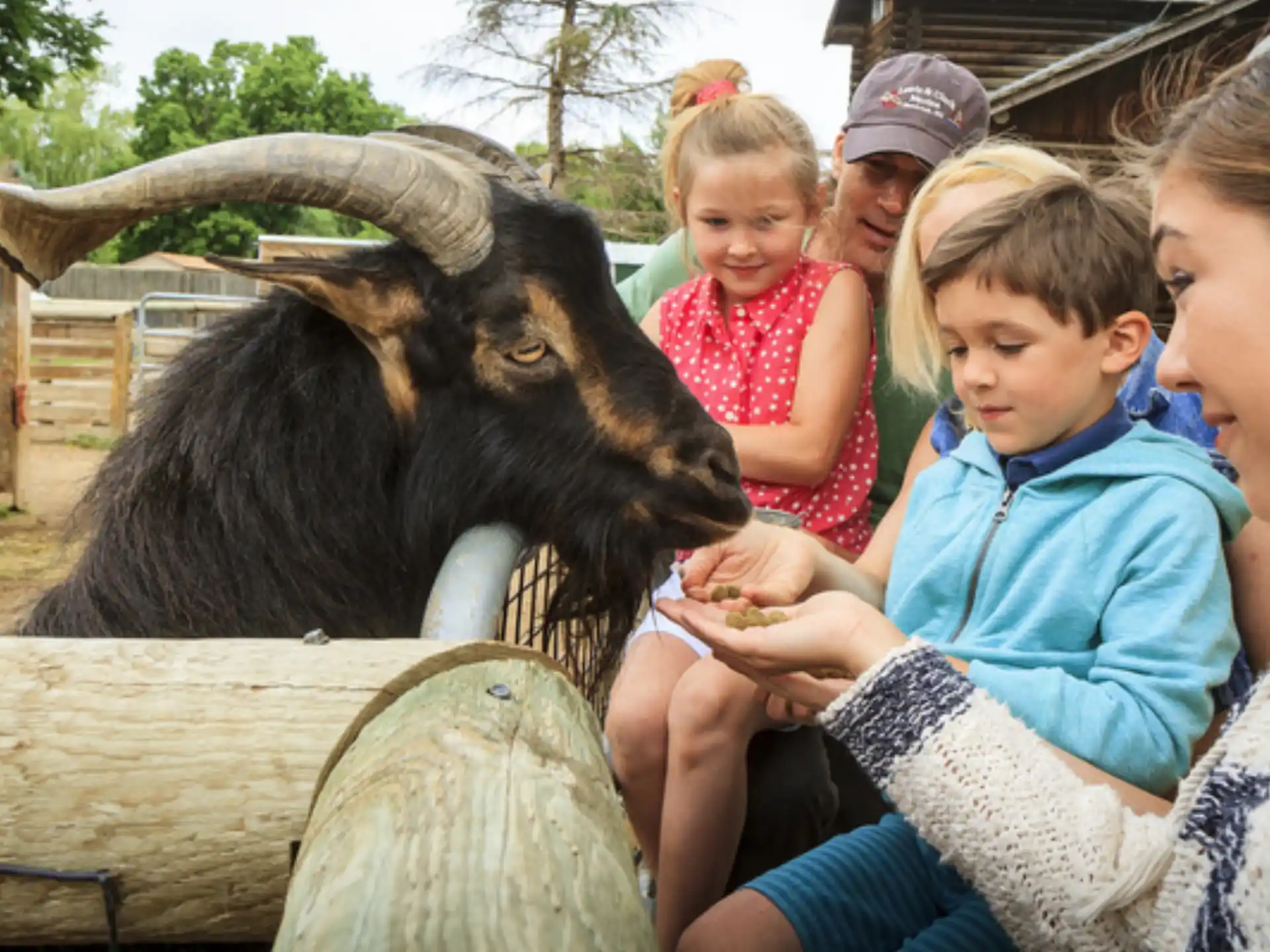 a group of children looking at a goat
