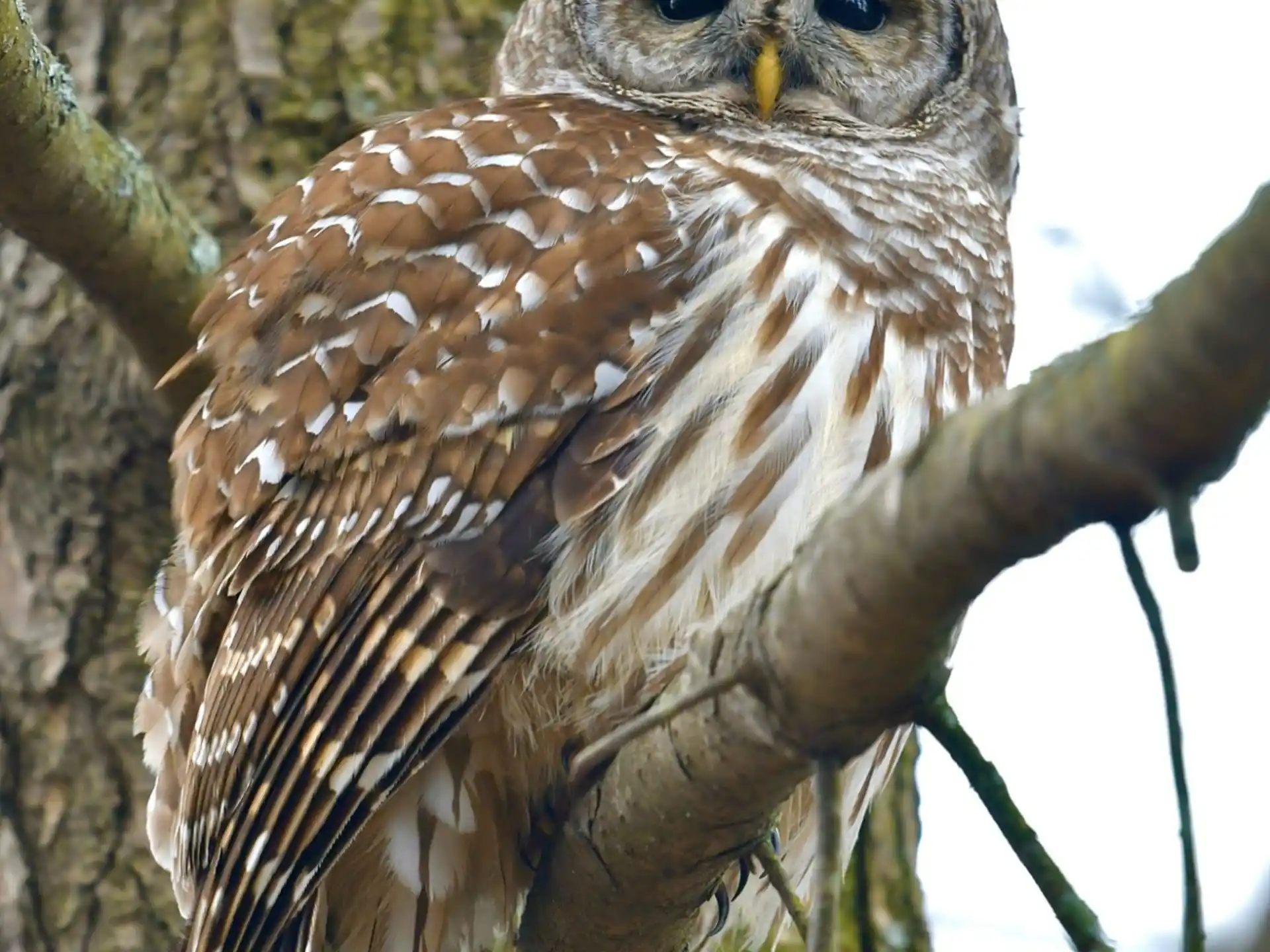 an owl sitting on a tree branch