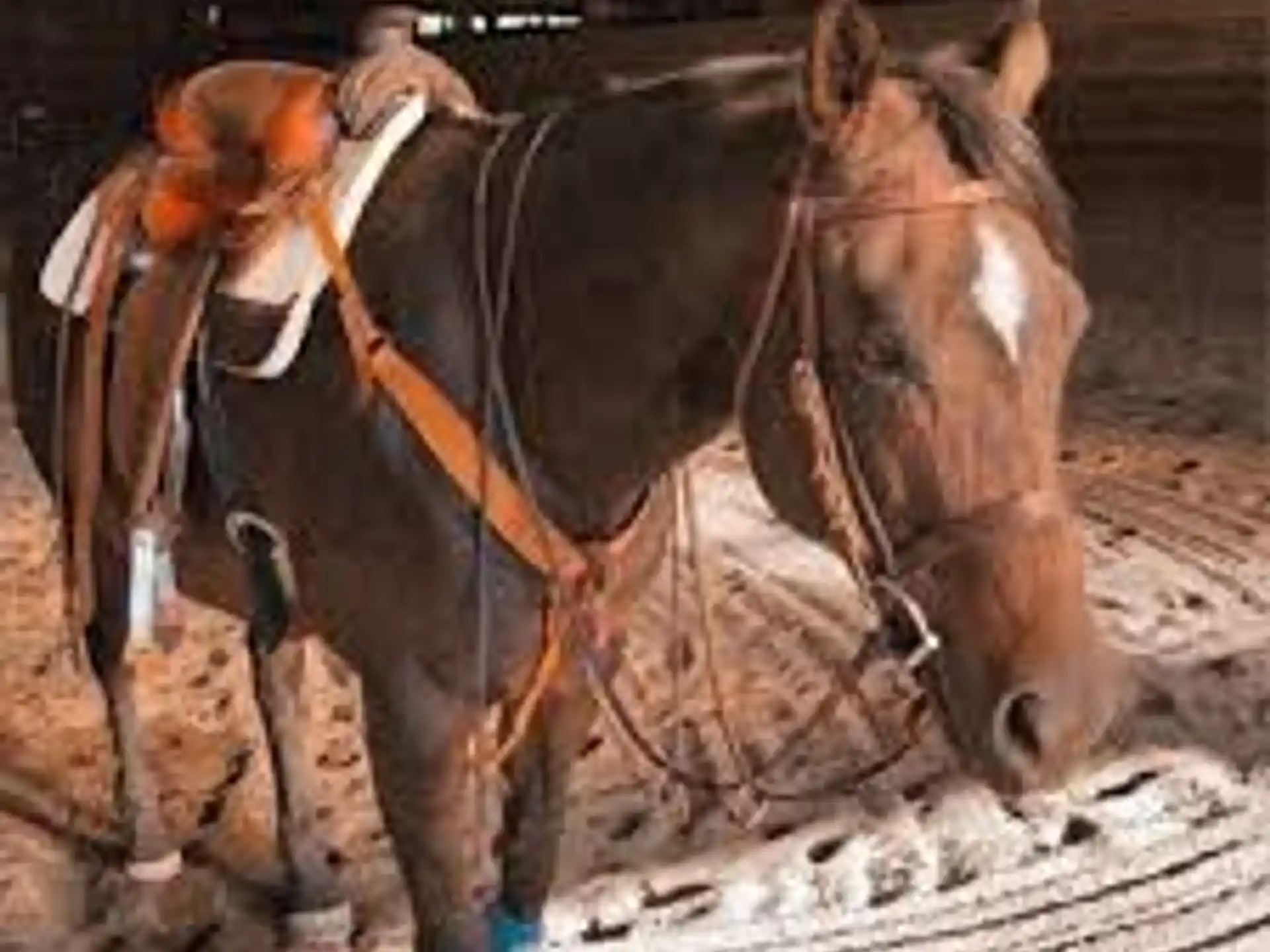 High Point Equestrian Center — 61d7e0ef 5d5e 4a45 a8c9 0cdd99253a5c