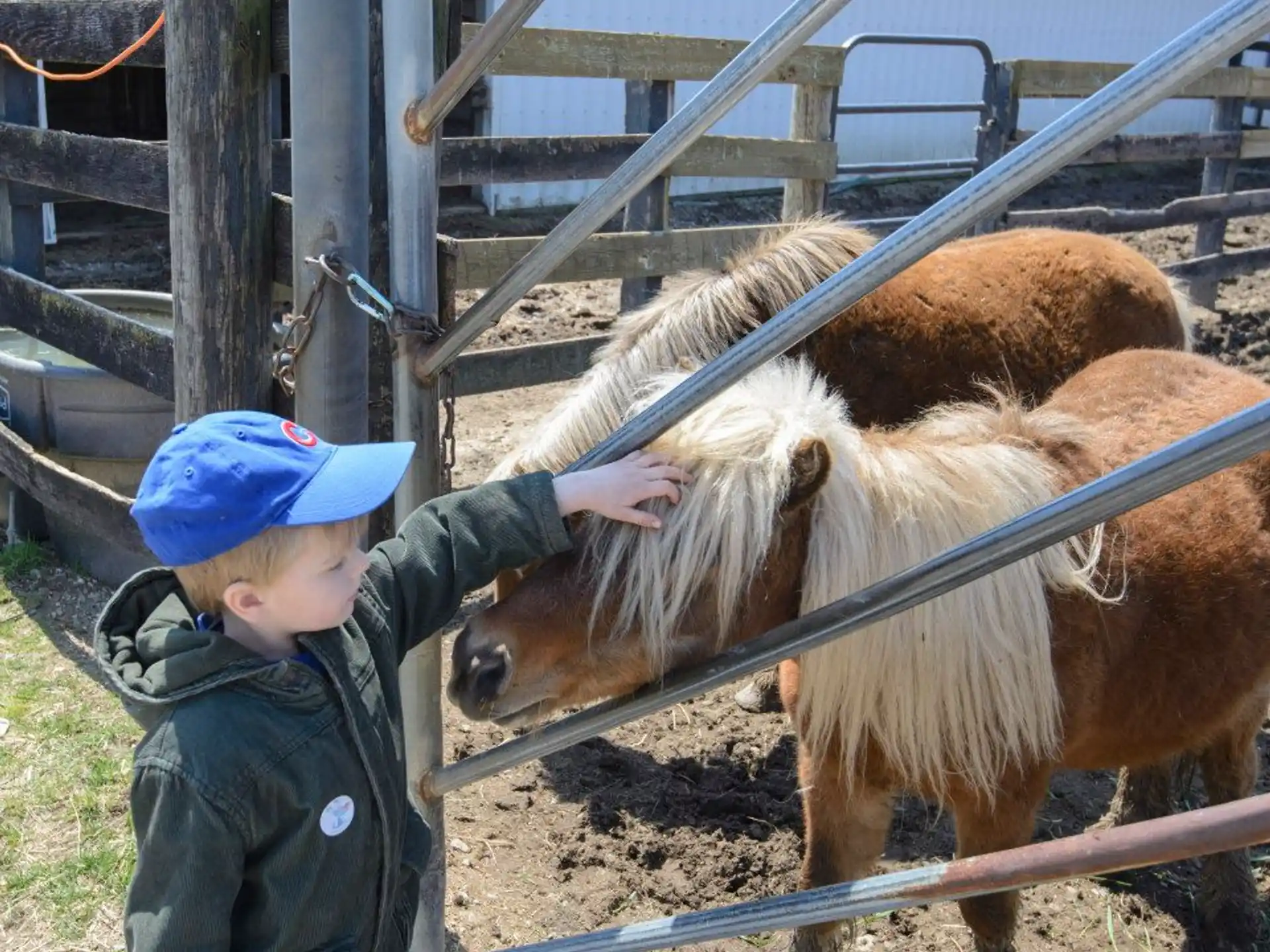 a child petting a horse