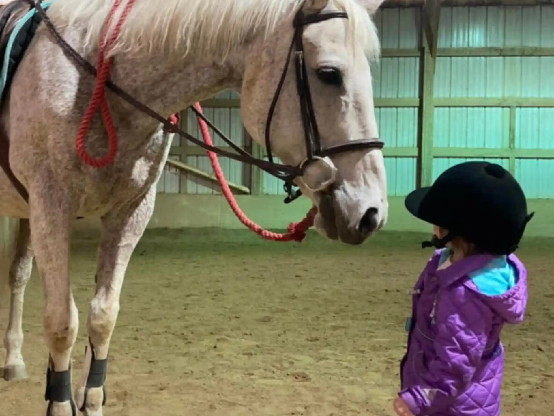 a girl standing next to a horse