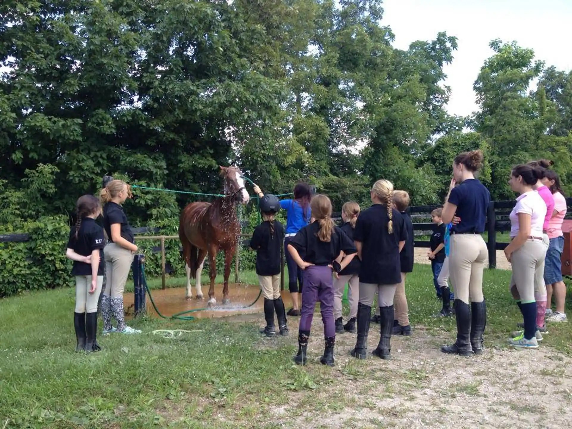 a group of people standing around a horse