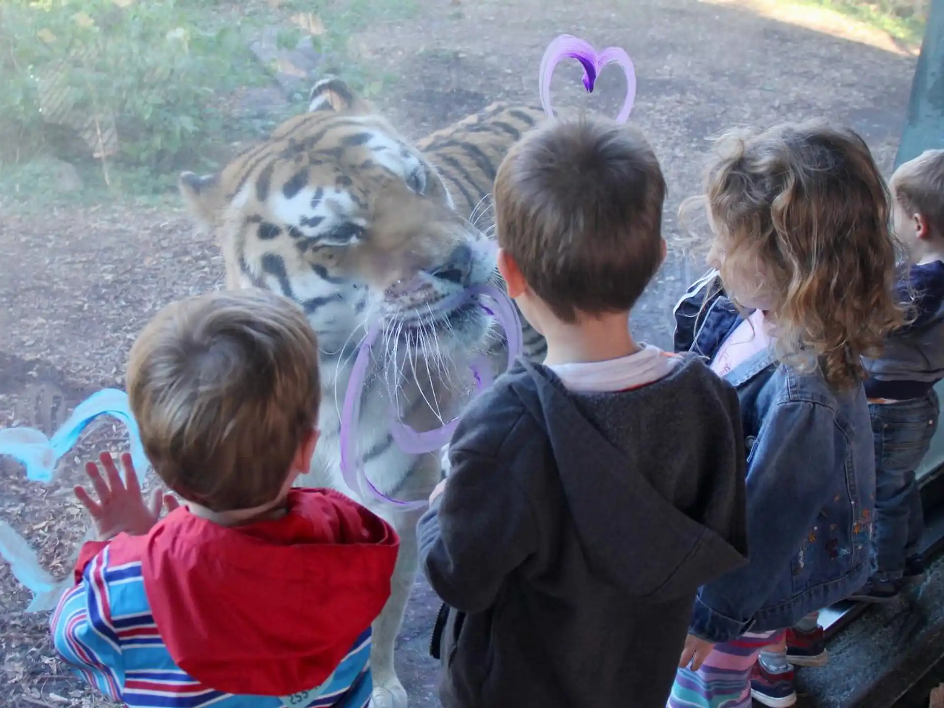 a group of children looking at a tiger