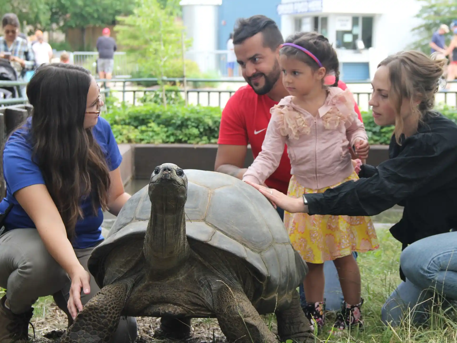 a group of people petting a turtle