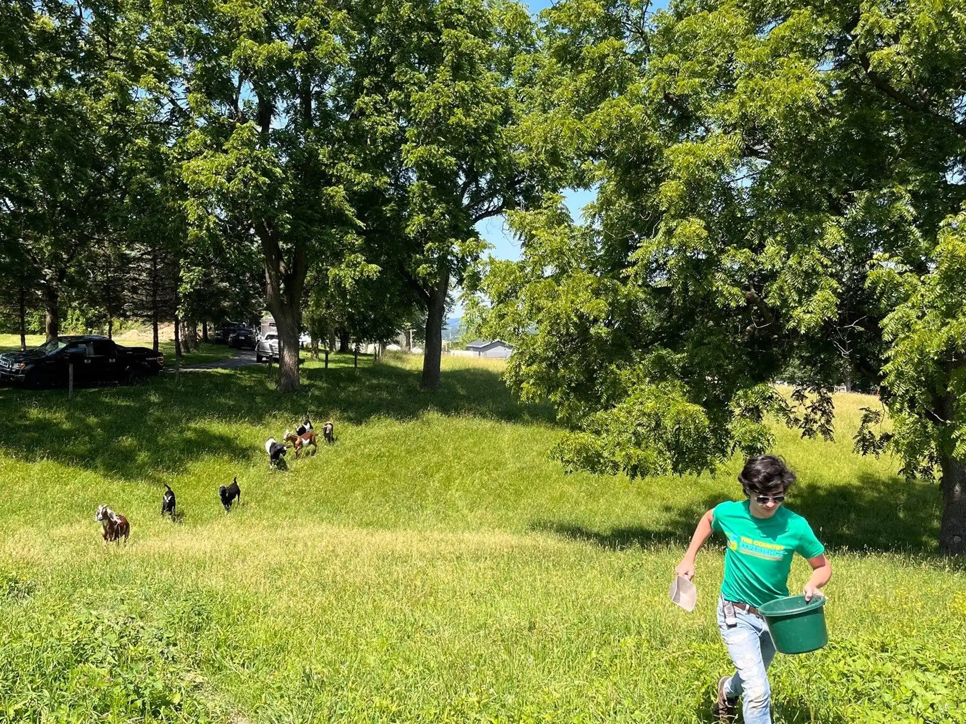 a child carrying a bucket in a grassy field with chickens