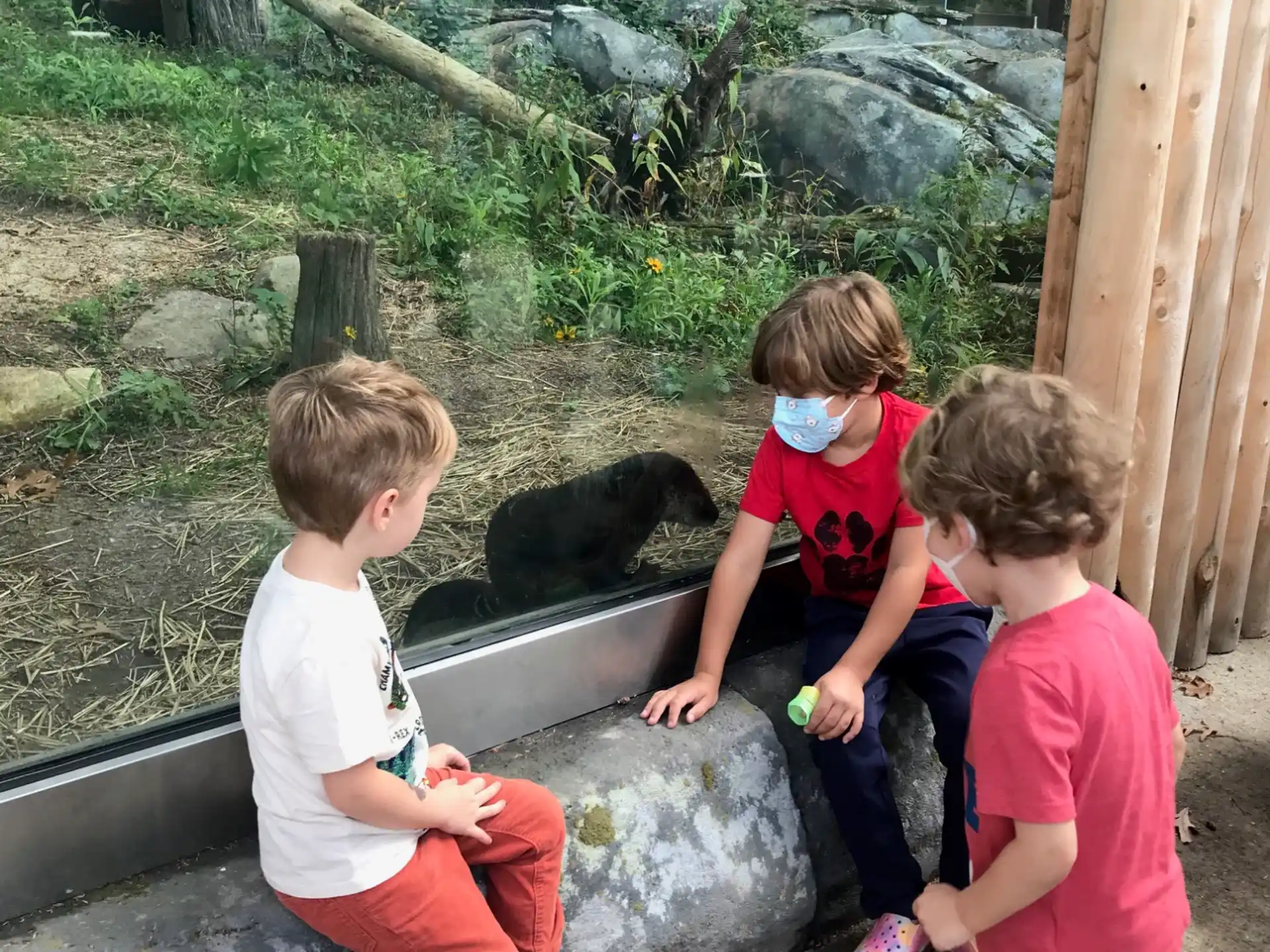 a group of kids playing with a cat in a cage