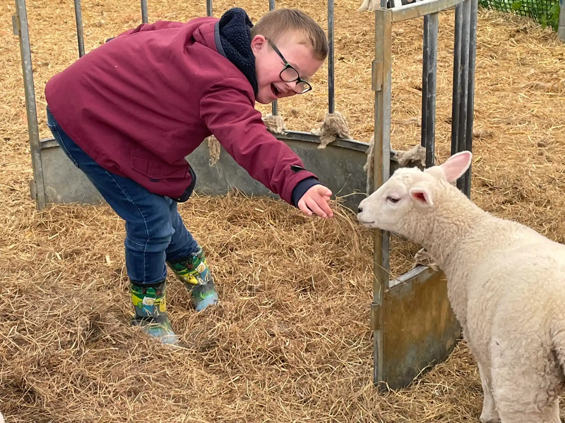 a person petting a sheep
