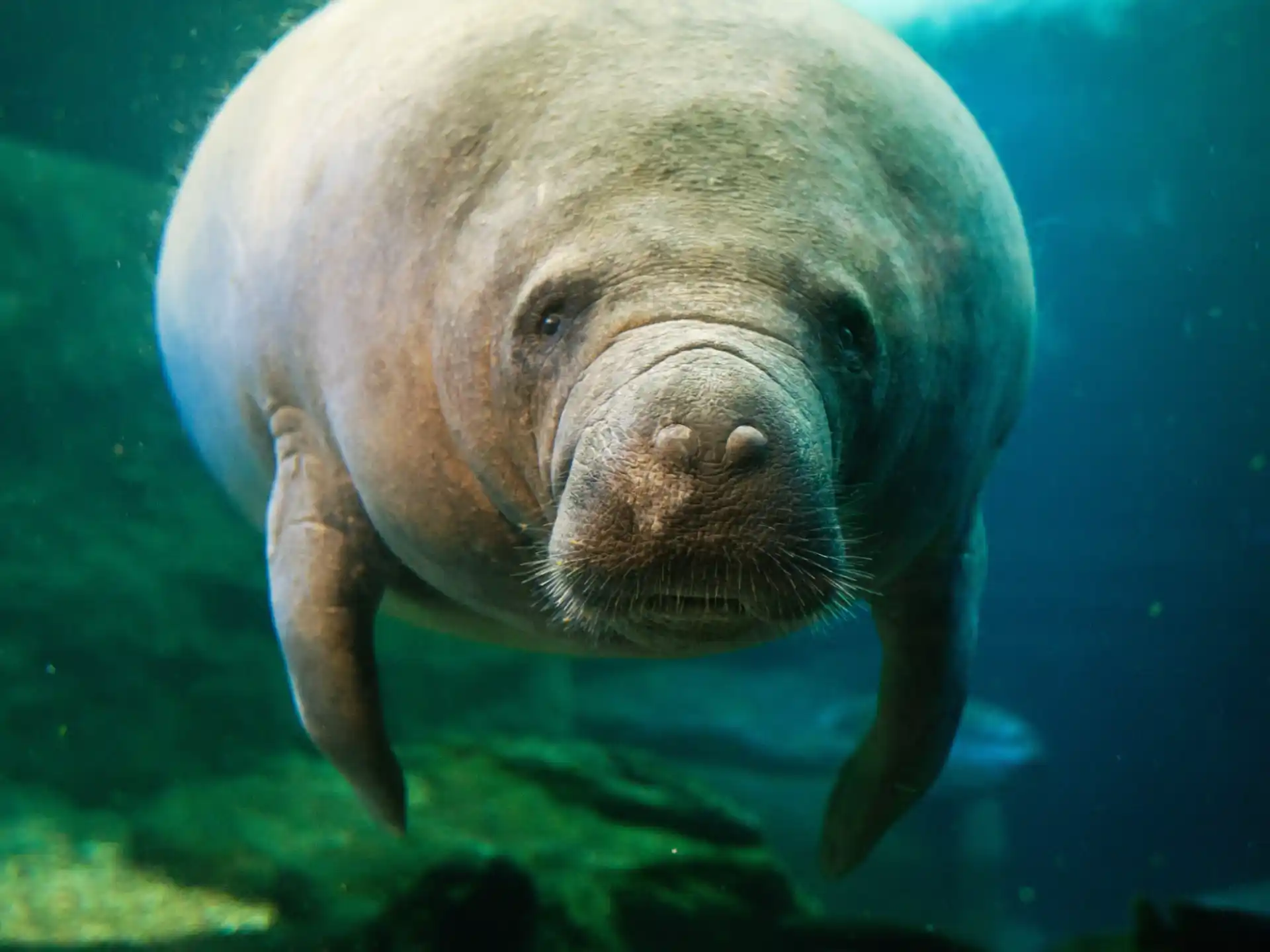 a sea animal swimming underwater