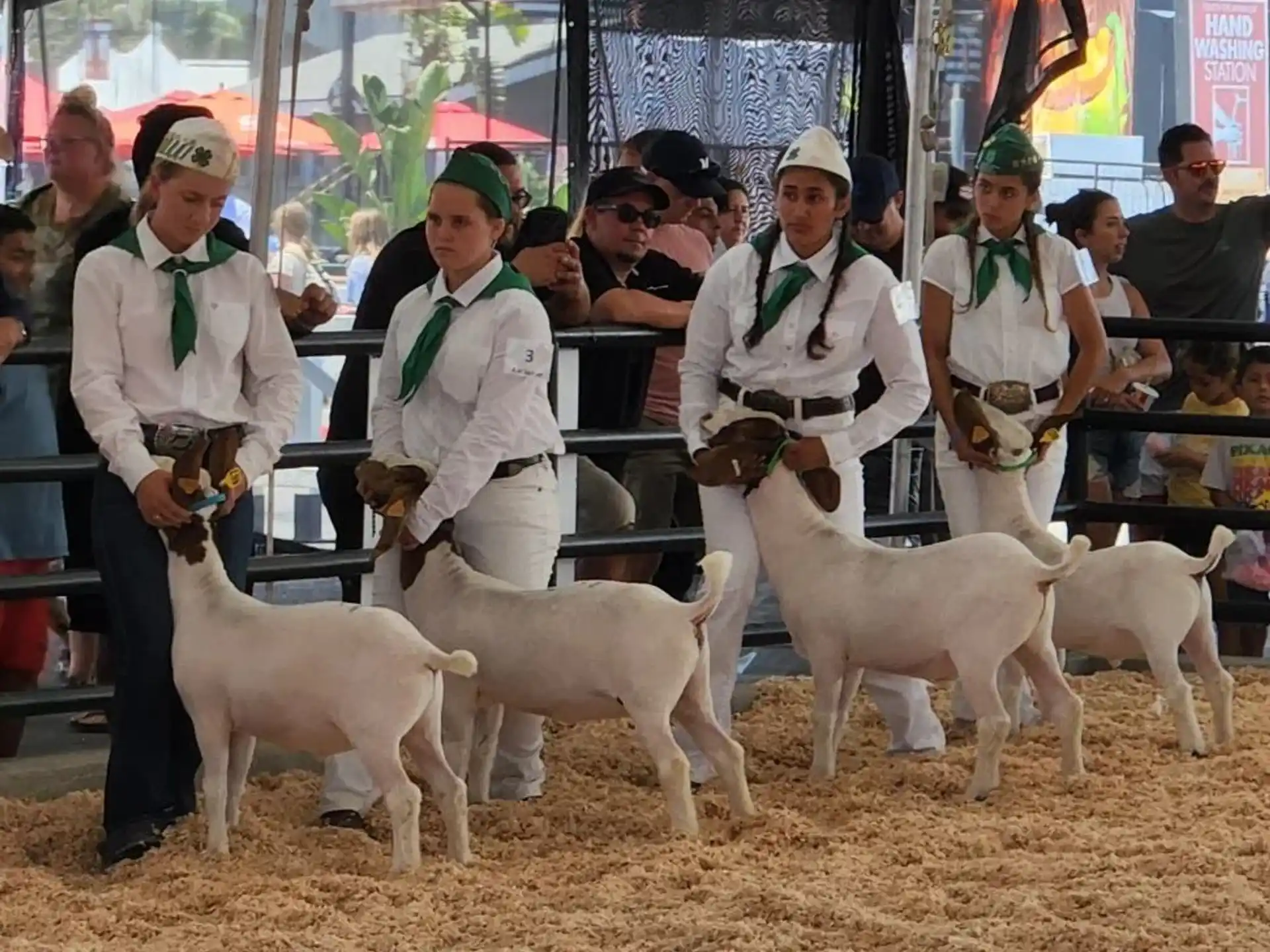 a group of people with sheep