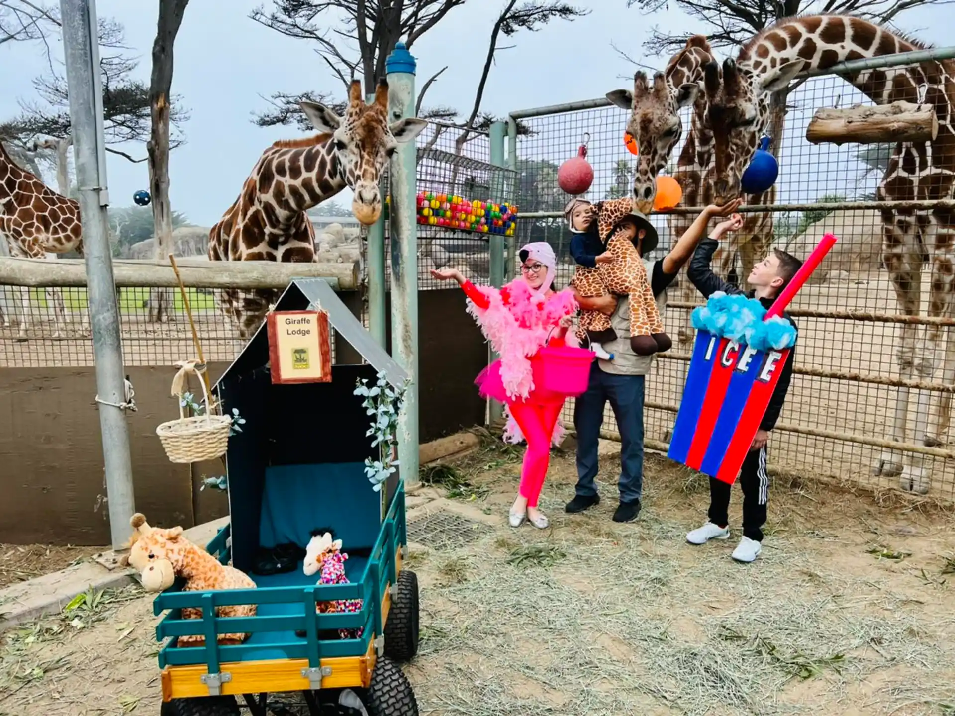 a group of people stand near some giraffes
