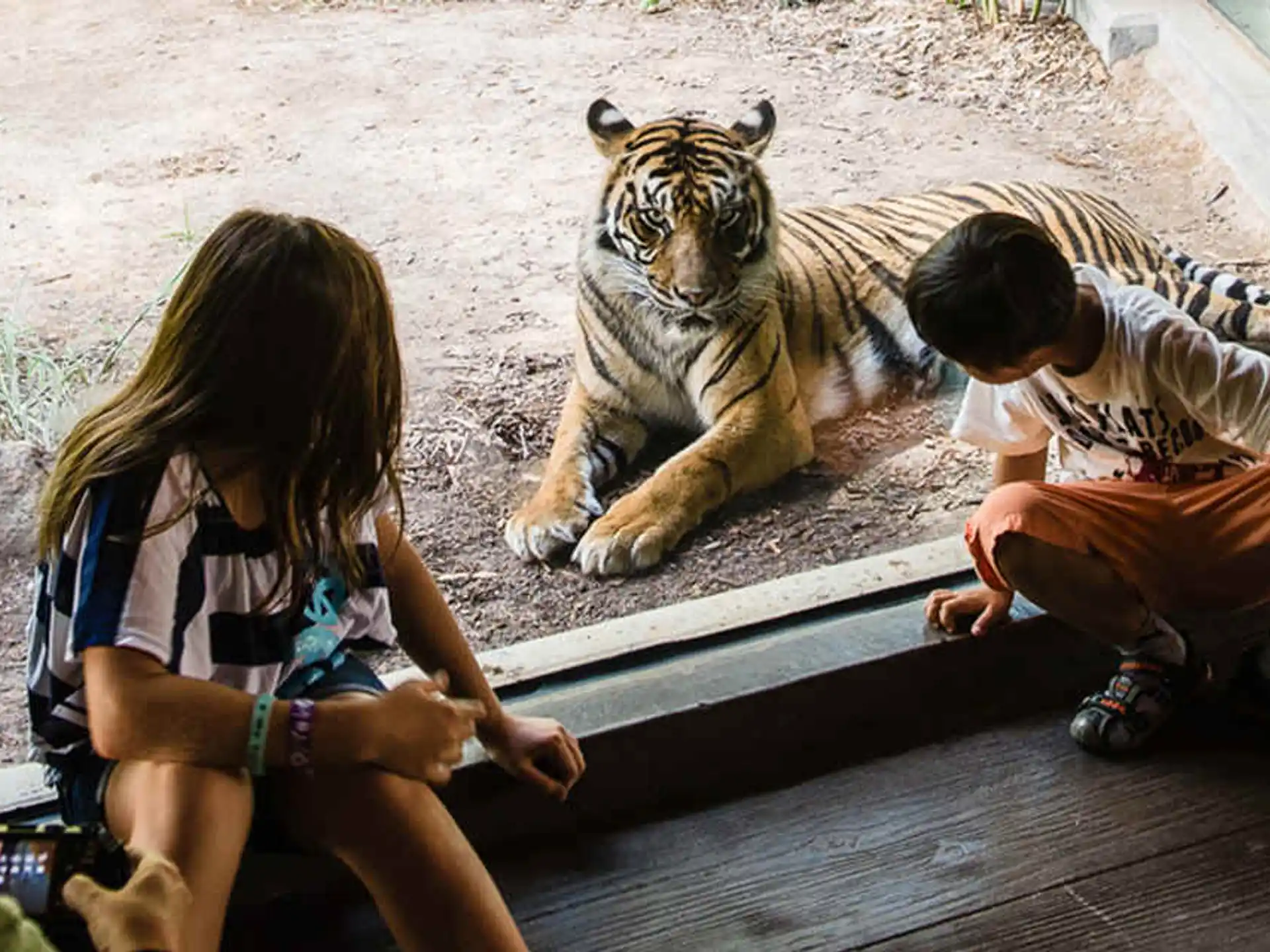 a group of children sitting on a wooden deck looking at a tiger