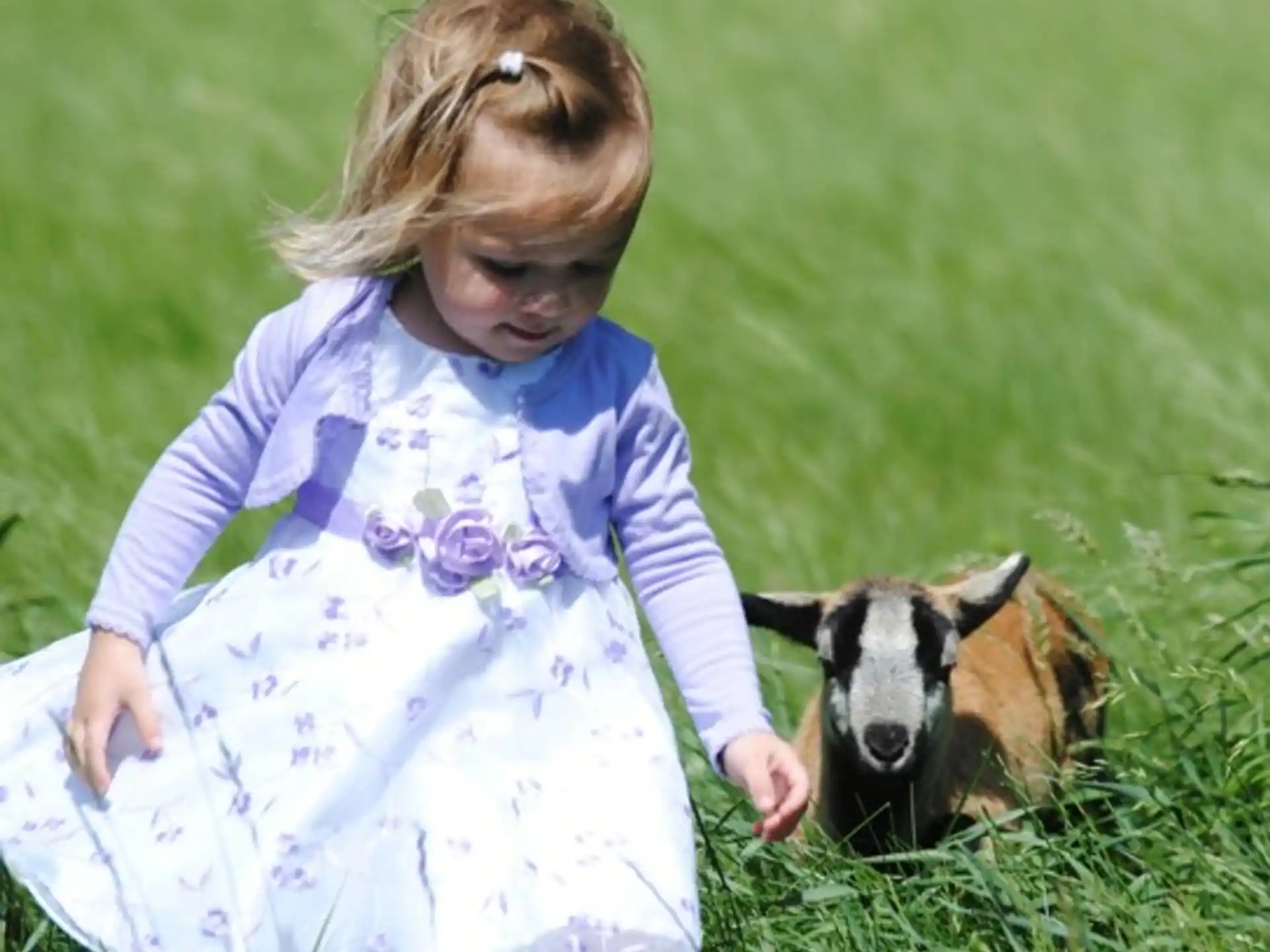 a girl petting a dog