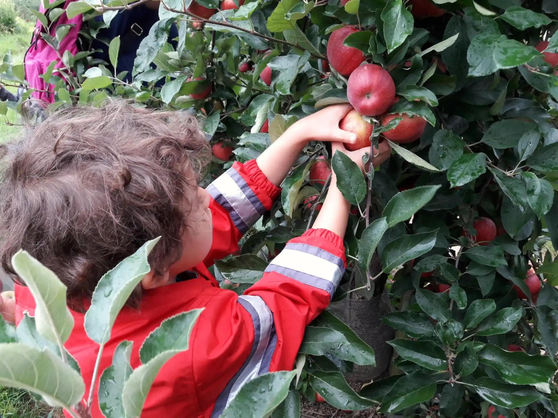 a person picking apples from a tree
