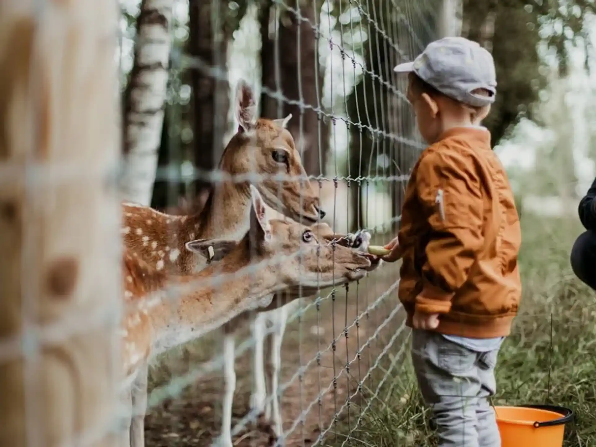 a boy feeding a giraffe