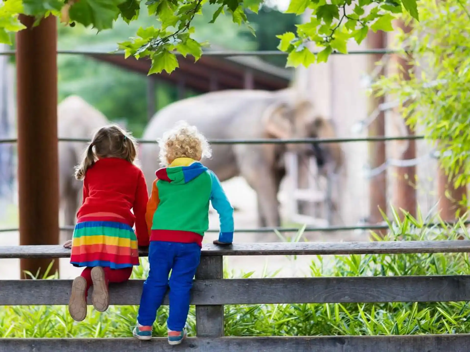 a couple of children looking at an elephant through a fence