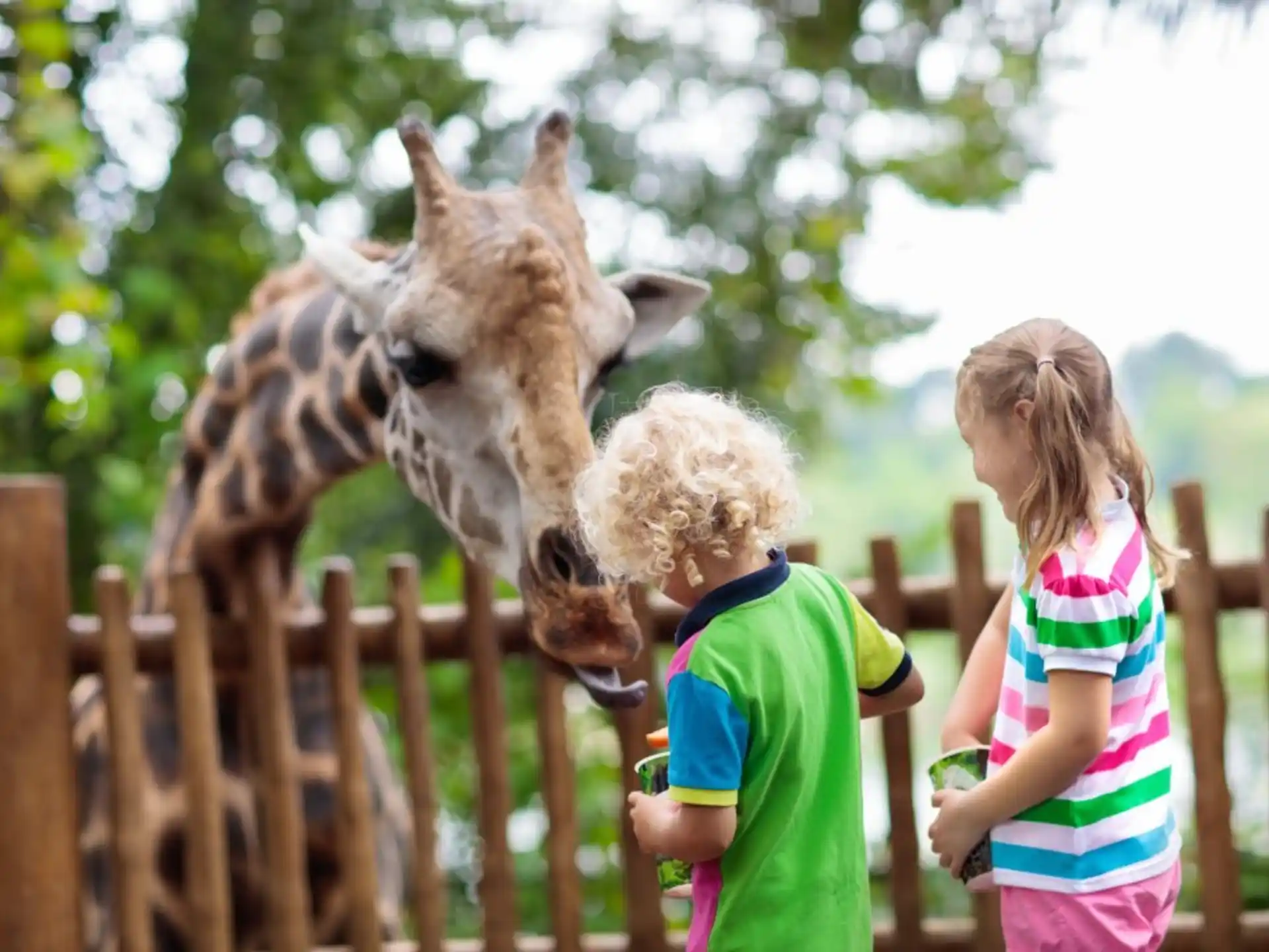 a couple of girls petting a giraffe