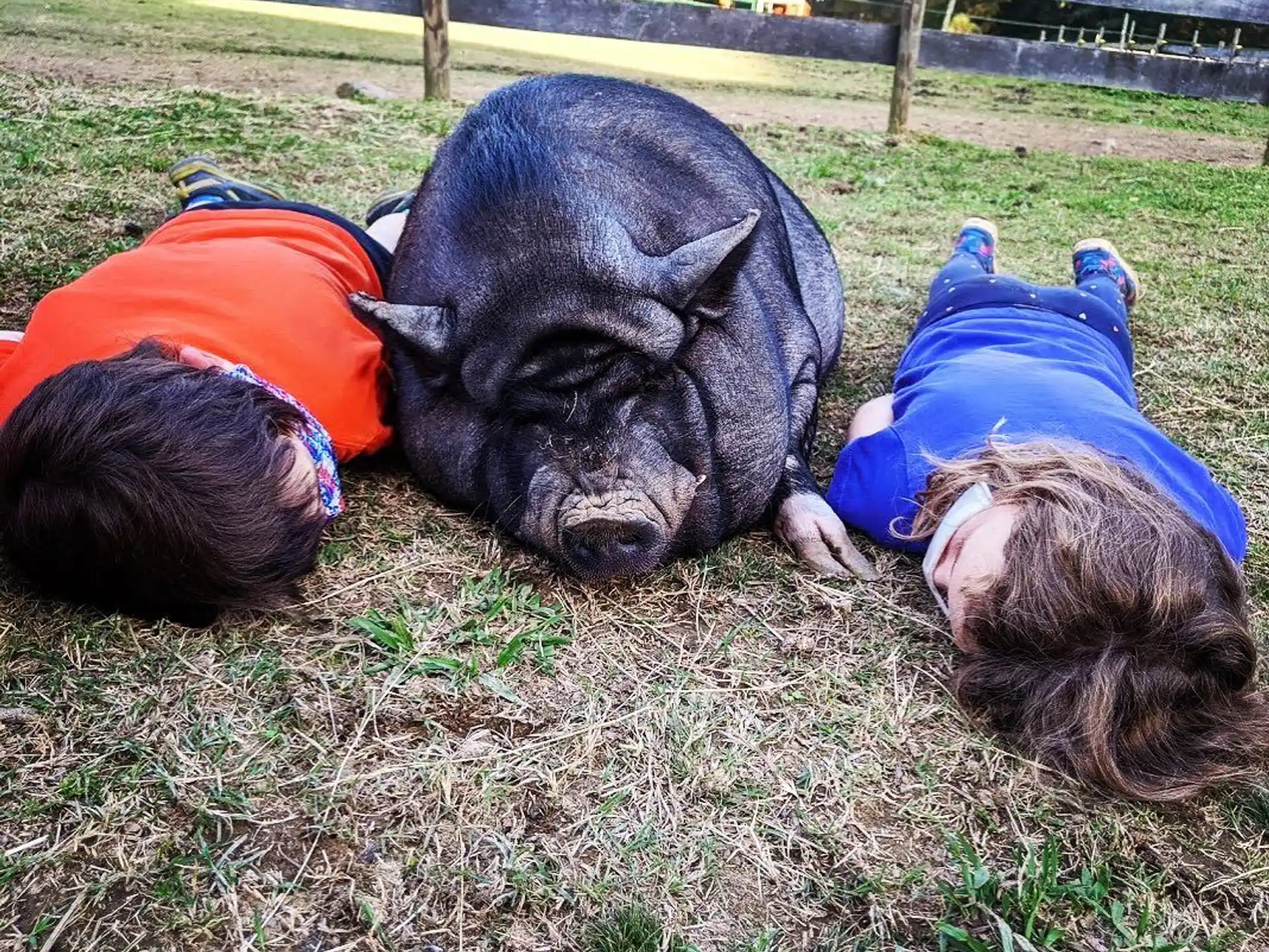 a group of people petting a pig