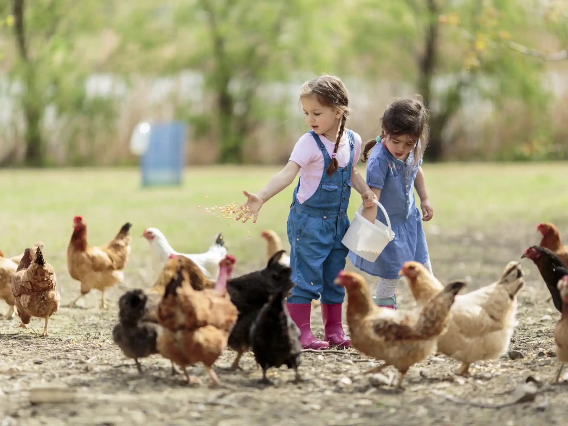 a couple of girls with chickens