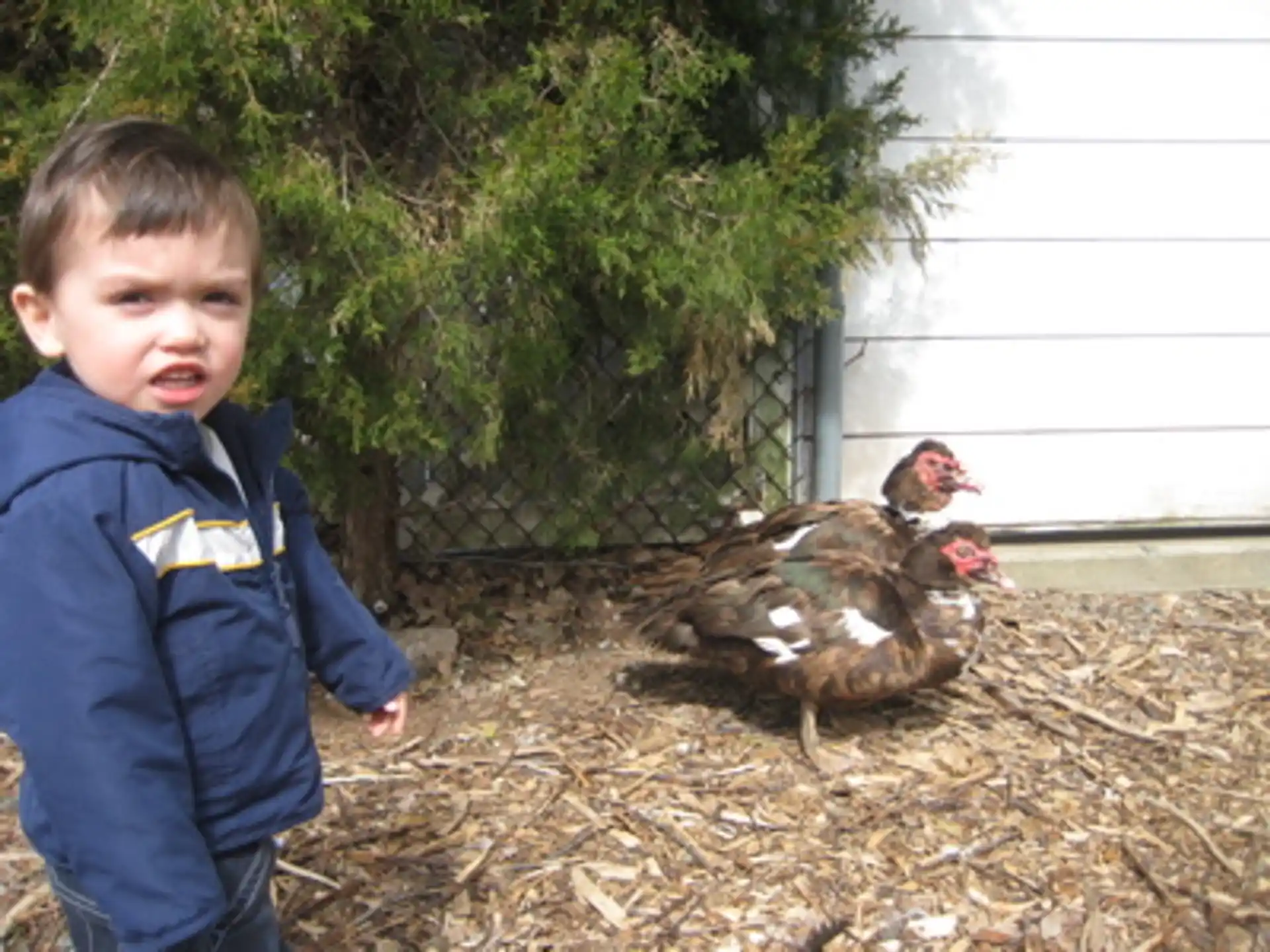 a boy standing next to a chicken
