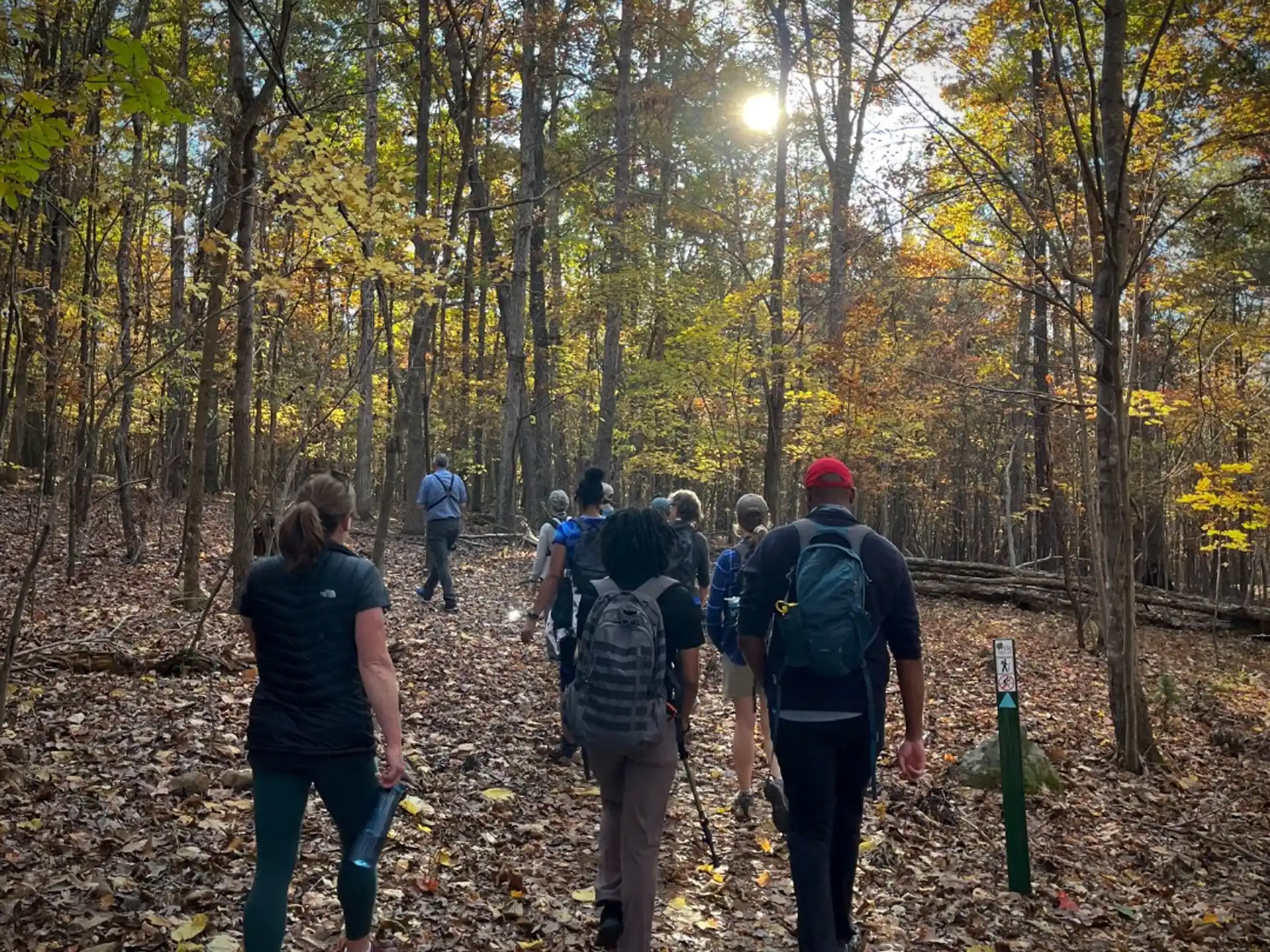 a group of people walking in a forest