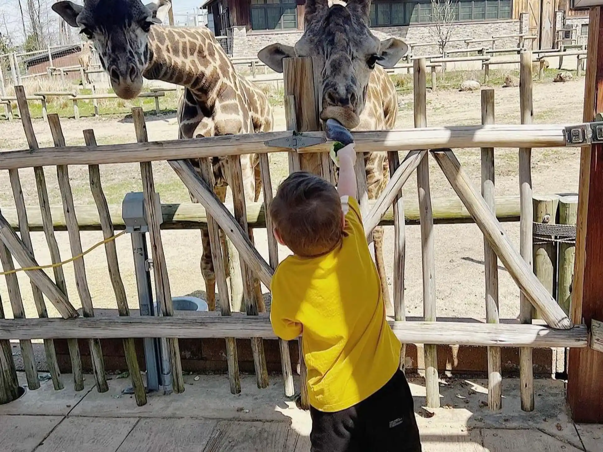 a boy feeding a giraffe