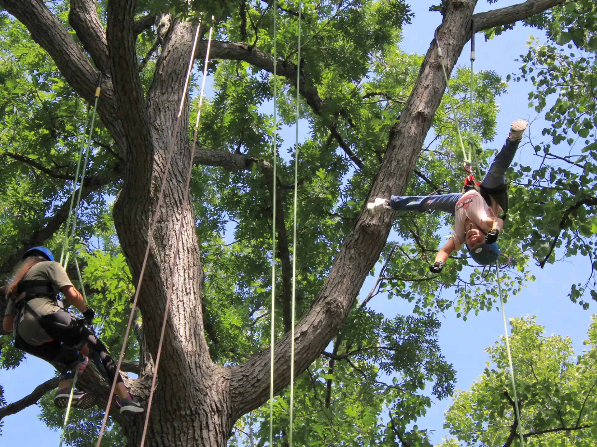 a group of people climbing a tree