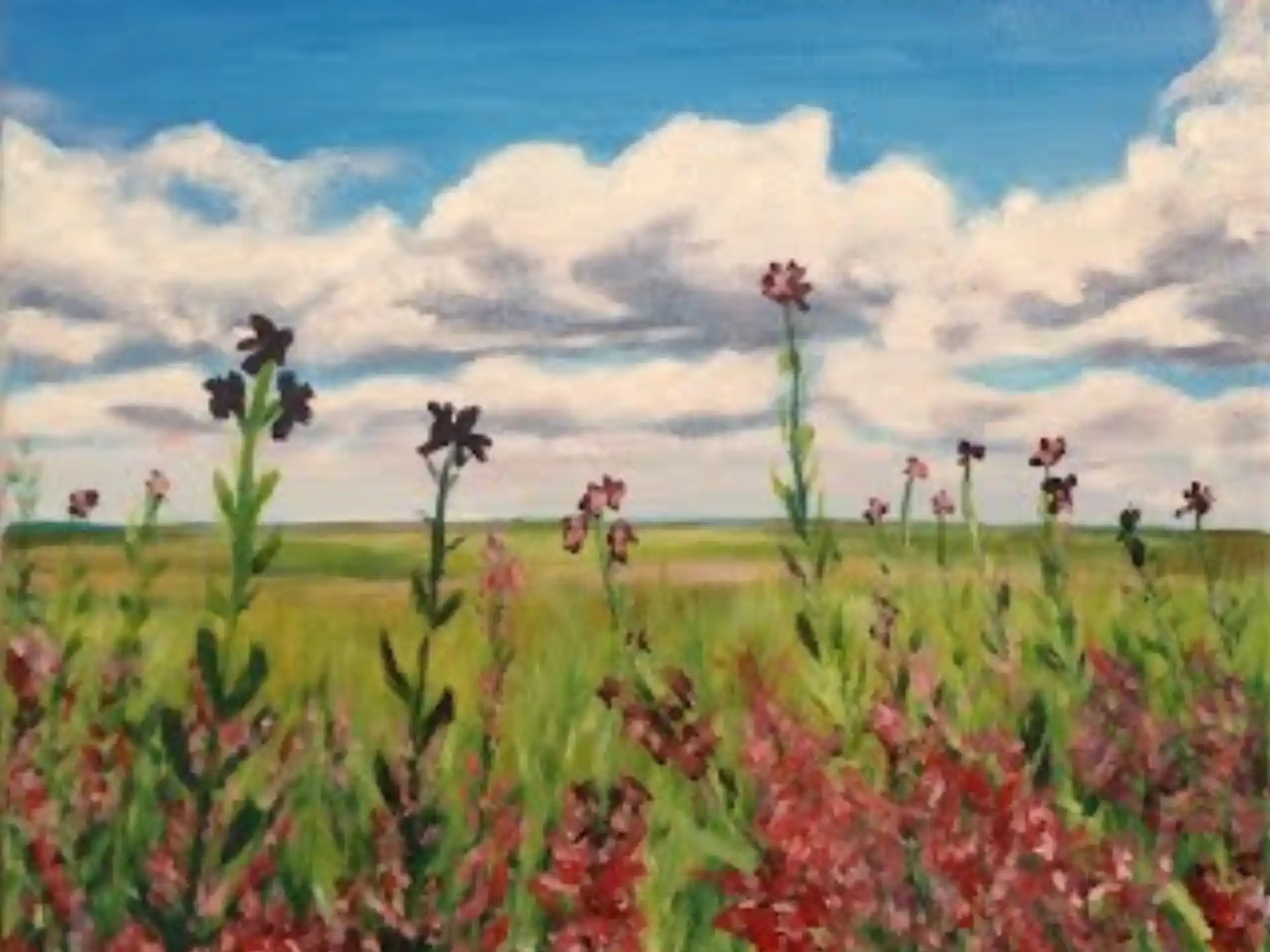 a field of flowers