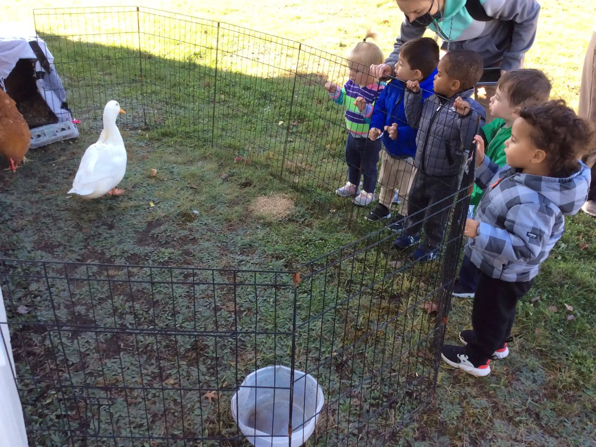 a group of children looking at a white duck in a cage