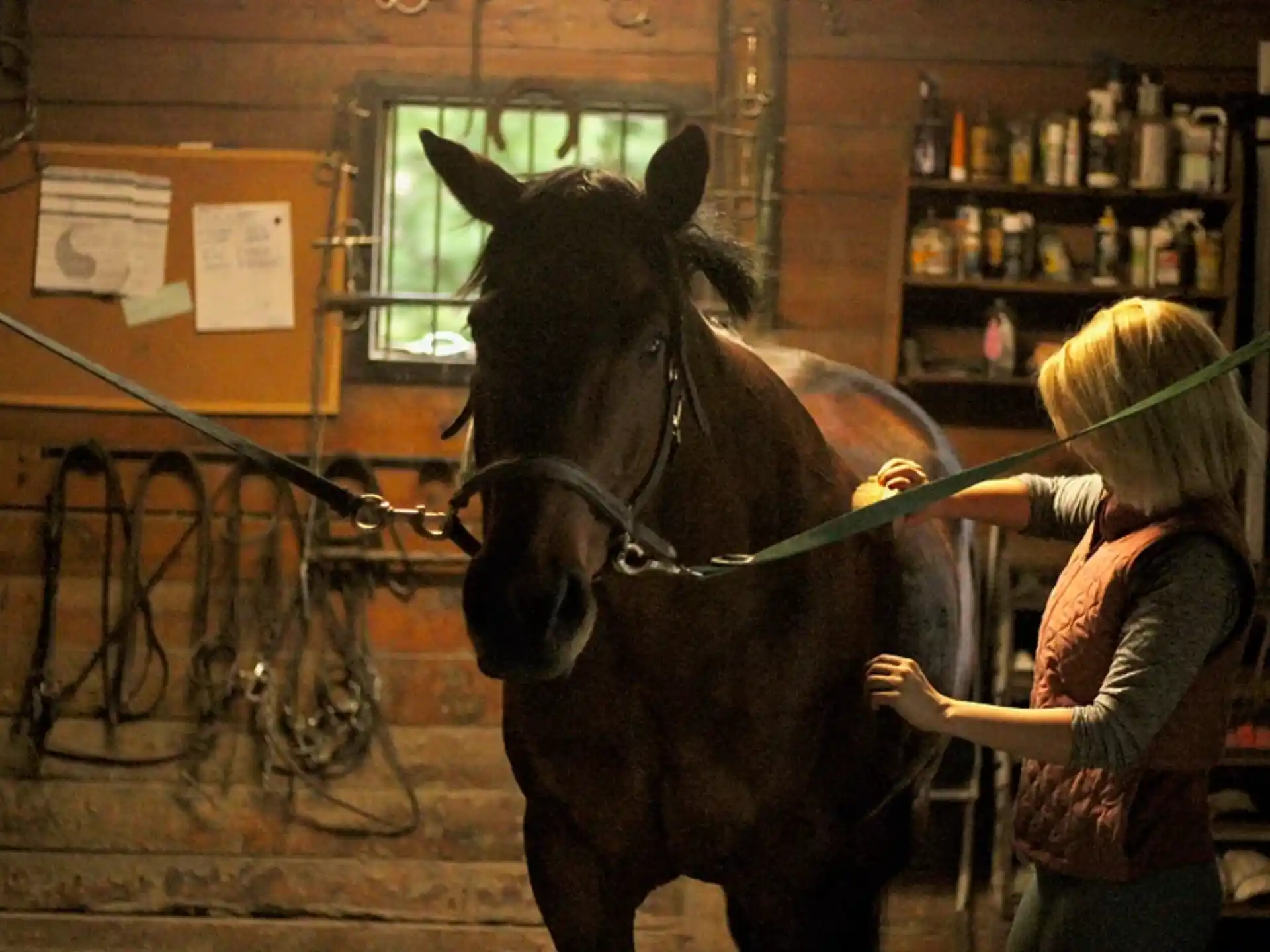 a person holding a horse