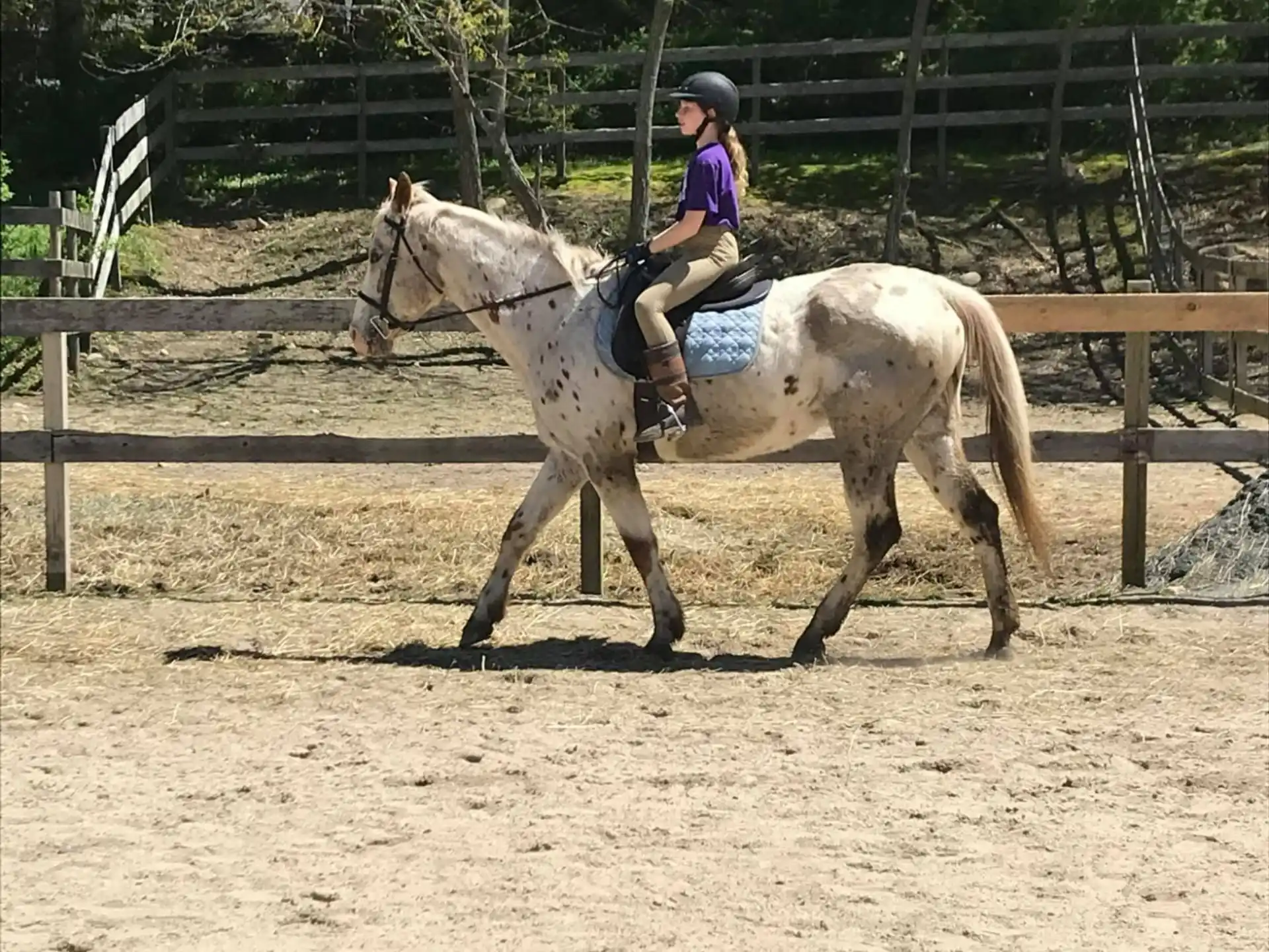 a person riding a horse