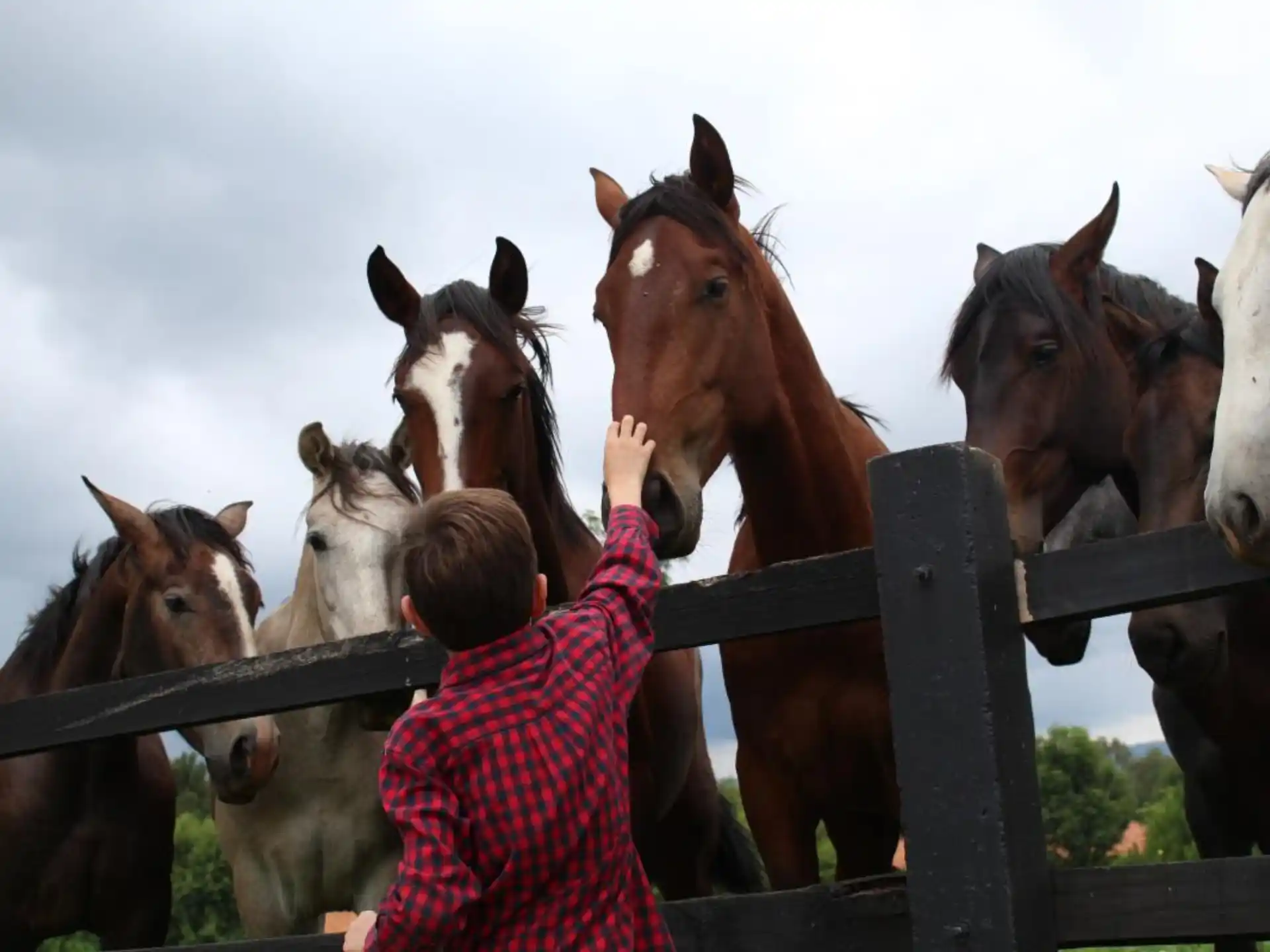 a person looking at a group of horses