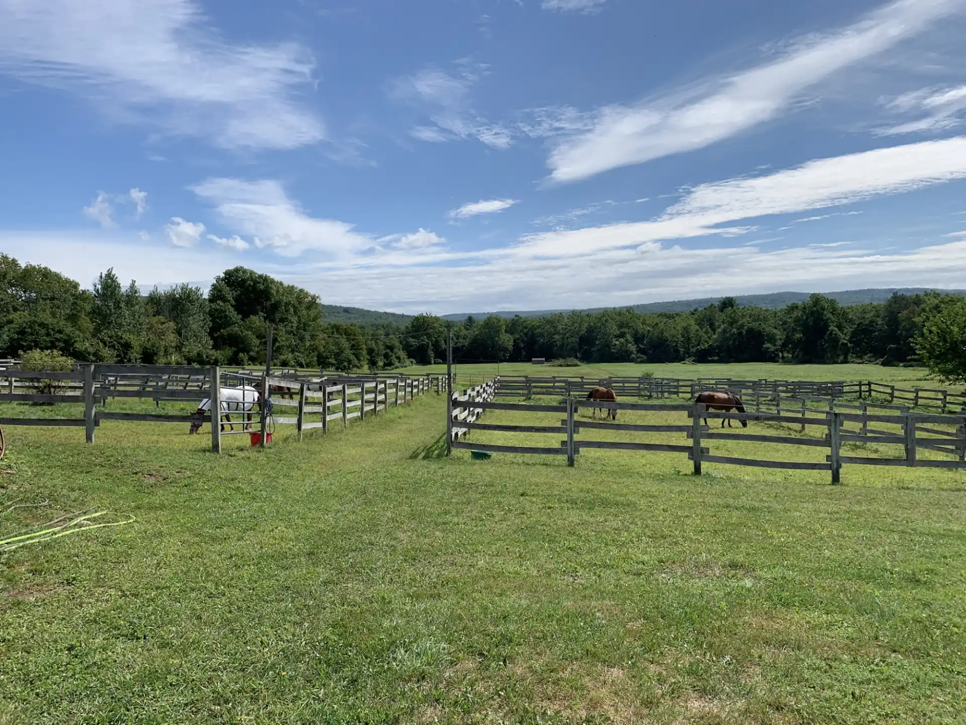 horses in a fenced pasture