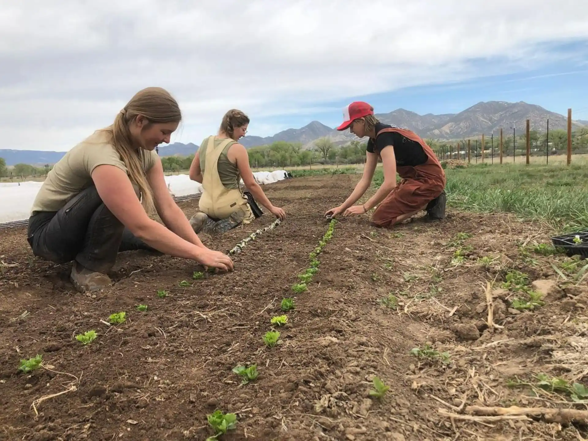a group of people planting plants