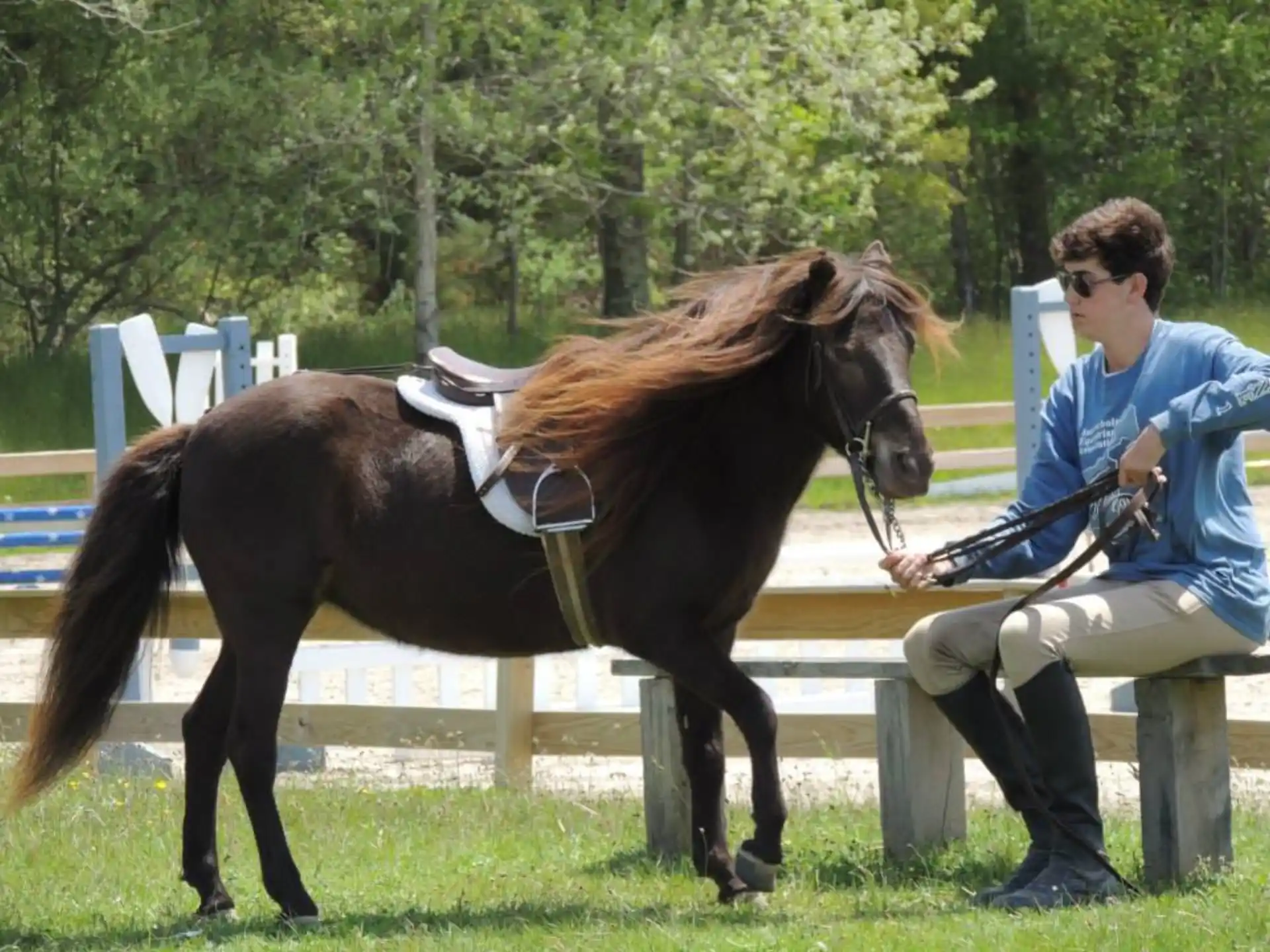 a person sitting on a bench next to a horse