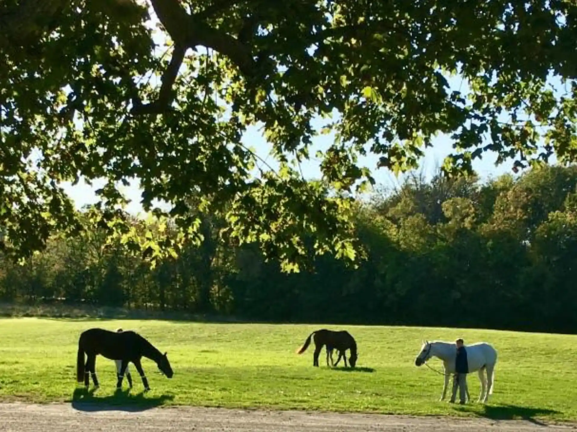 a group of horses stand in a grassy field