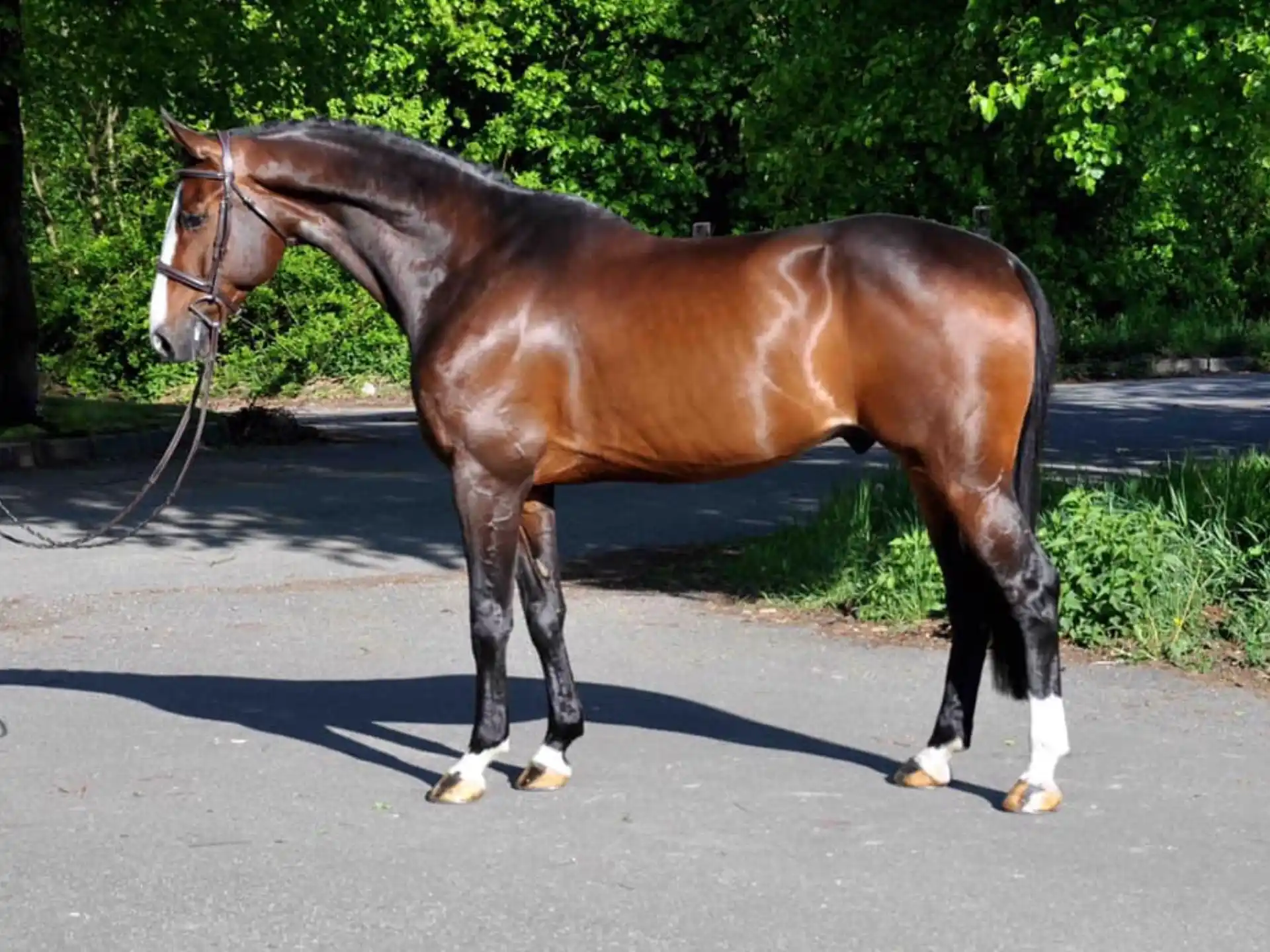a horse with a leash