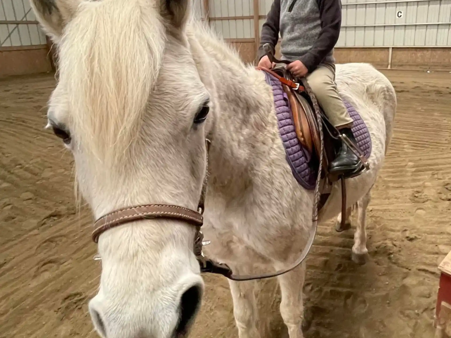 a child riding a white horse