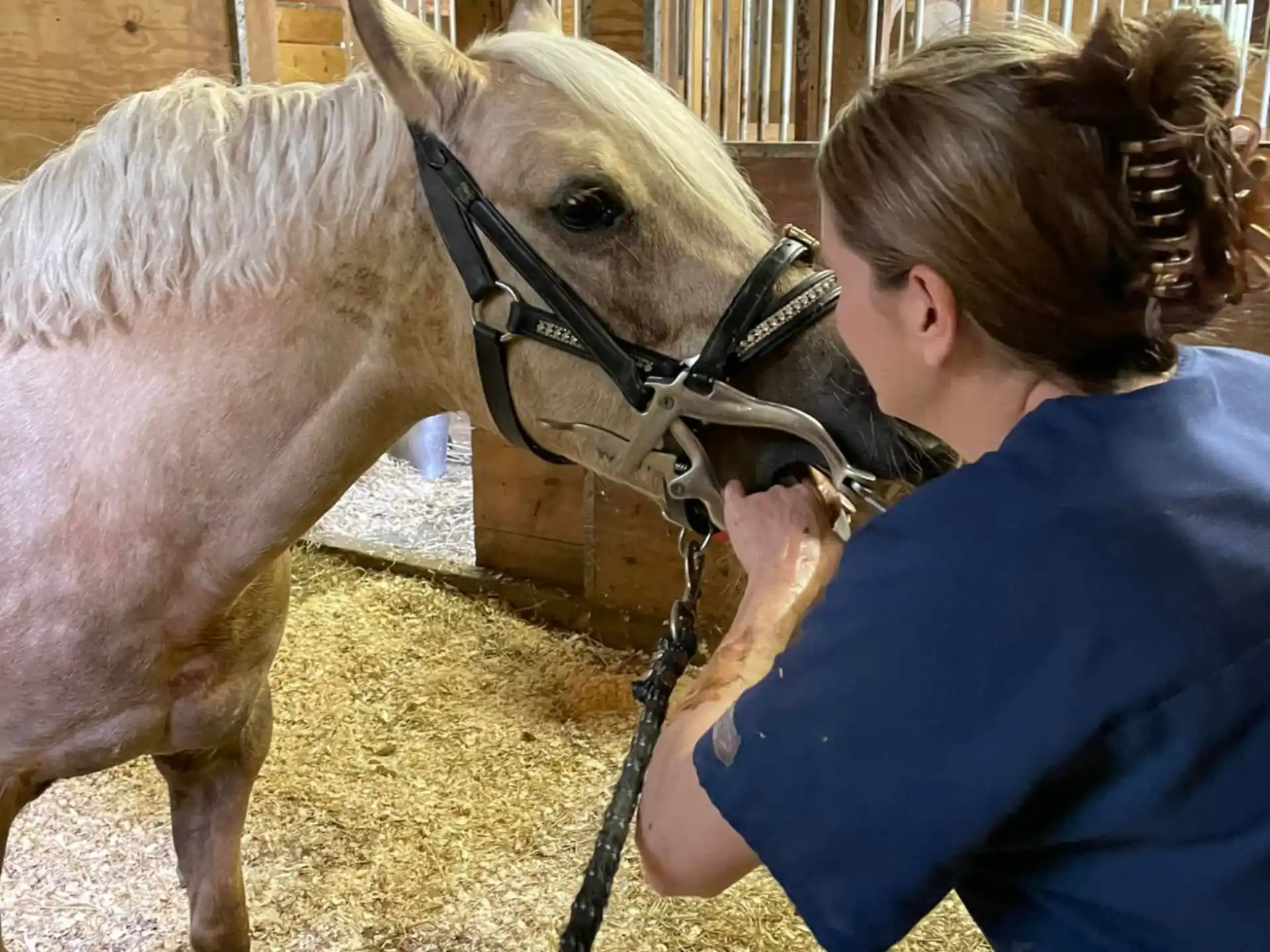 a person petting a horse