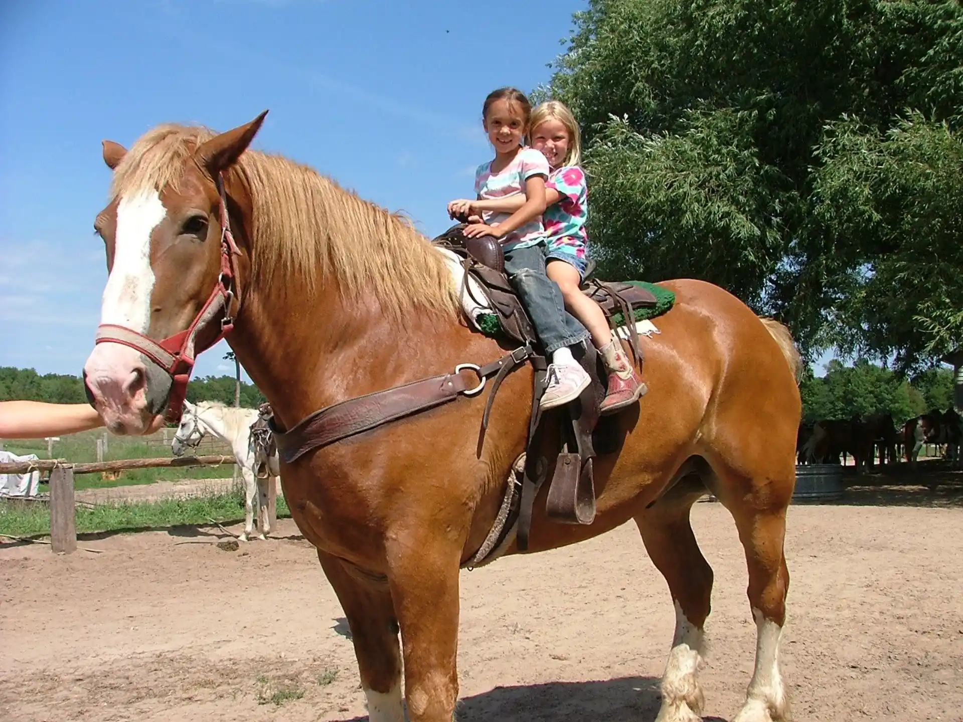 a group of children riding a horse