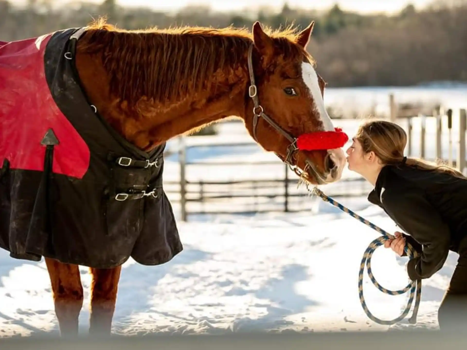 a person kissing a horse