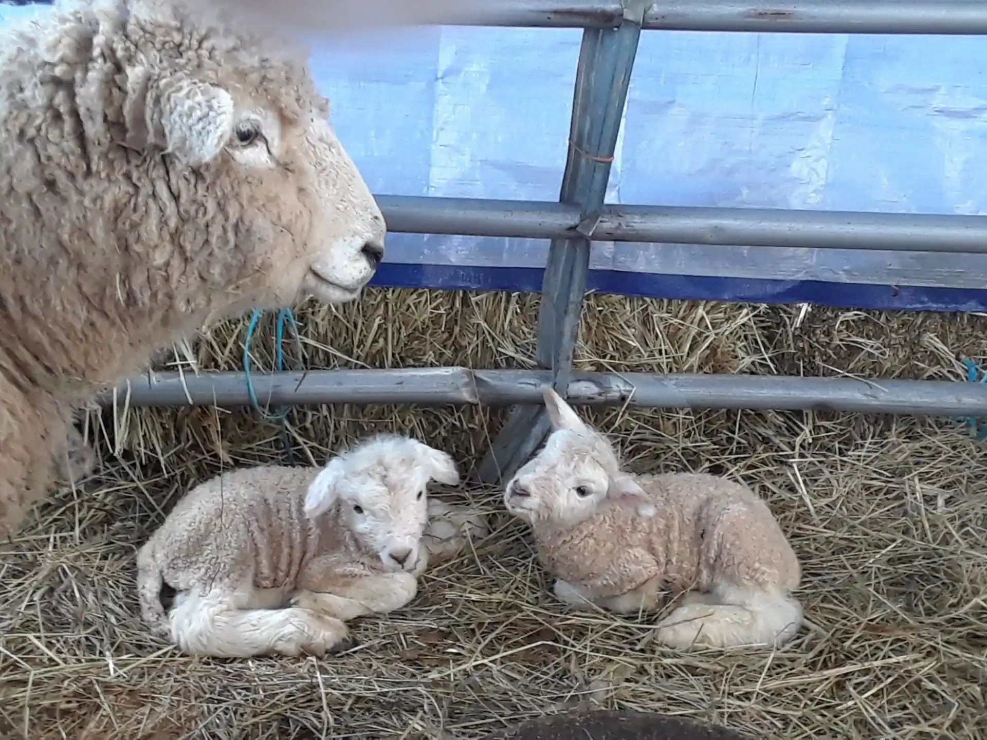 a group of sheep in a pen