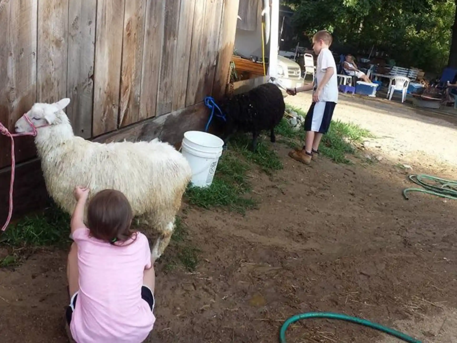 a person and a child petting a sheep in a pen