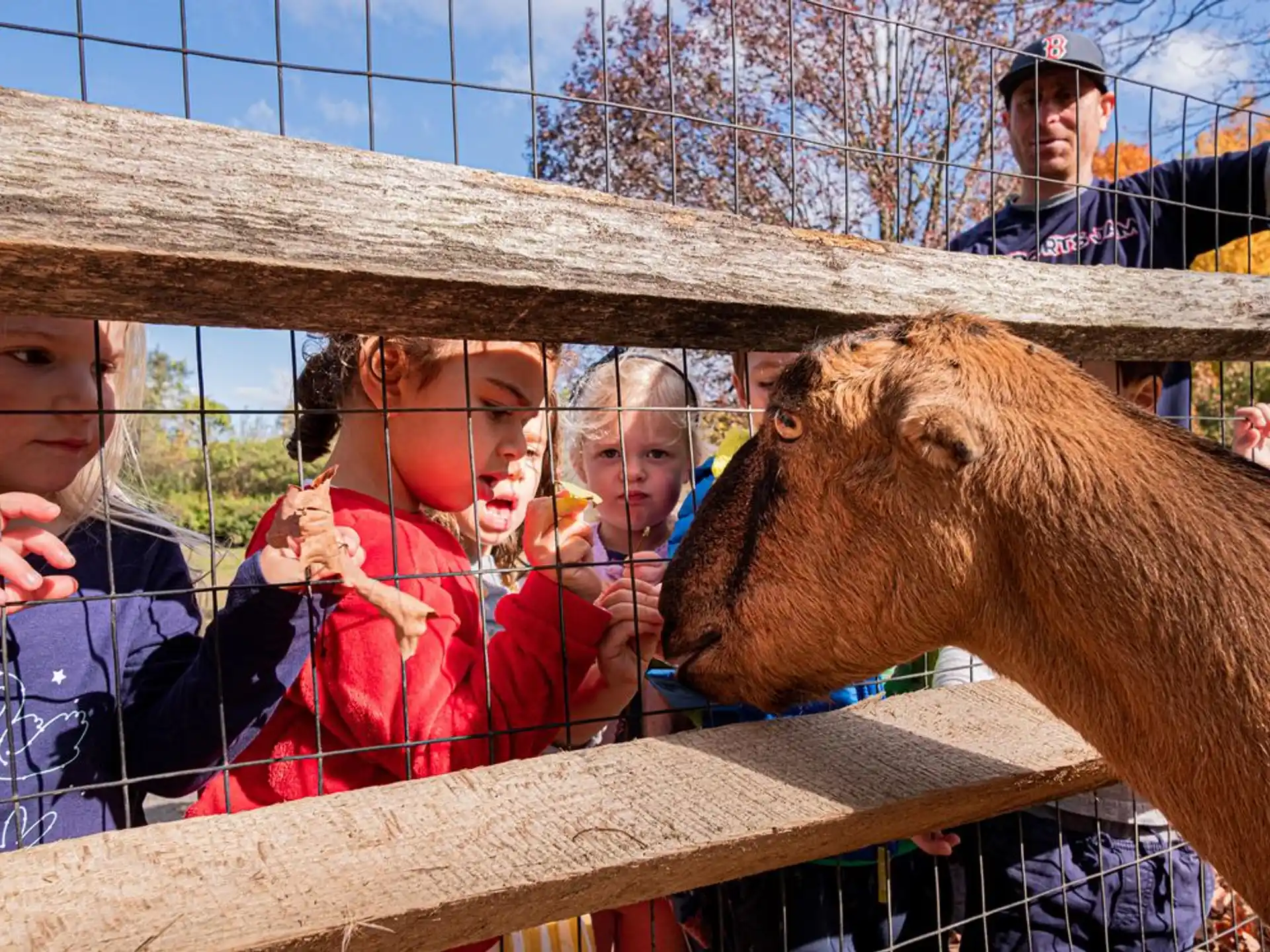 a group of people looking at a horse through a fence