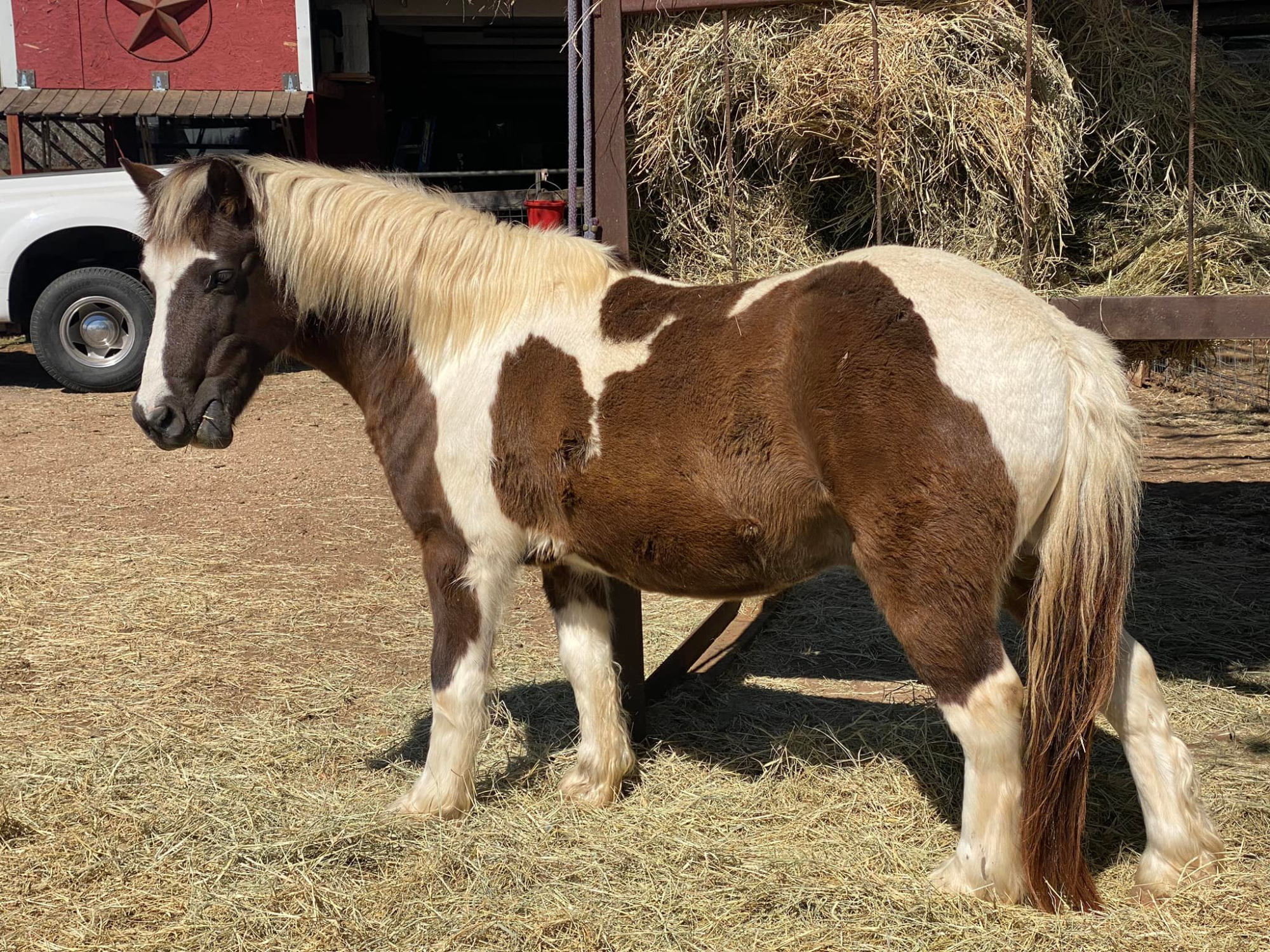 a couple of horses standing in a field