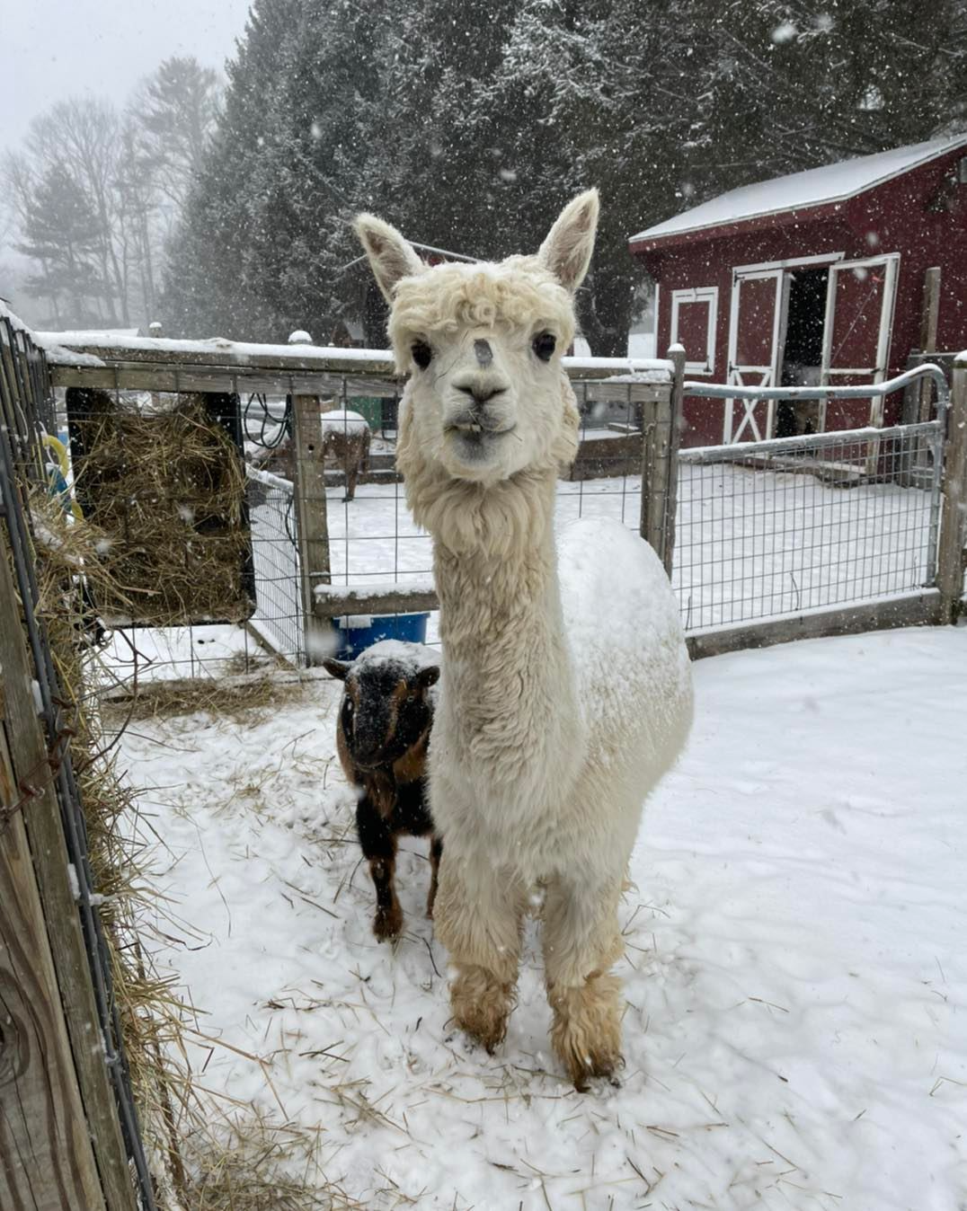 a group of animals in a snowy area