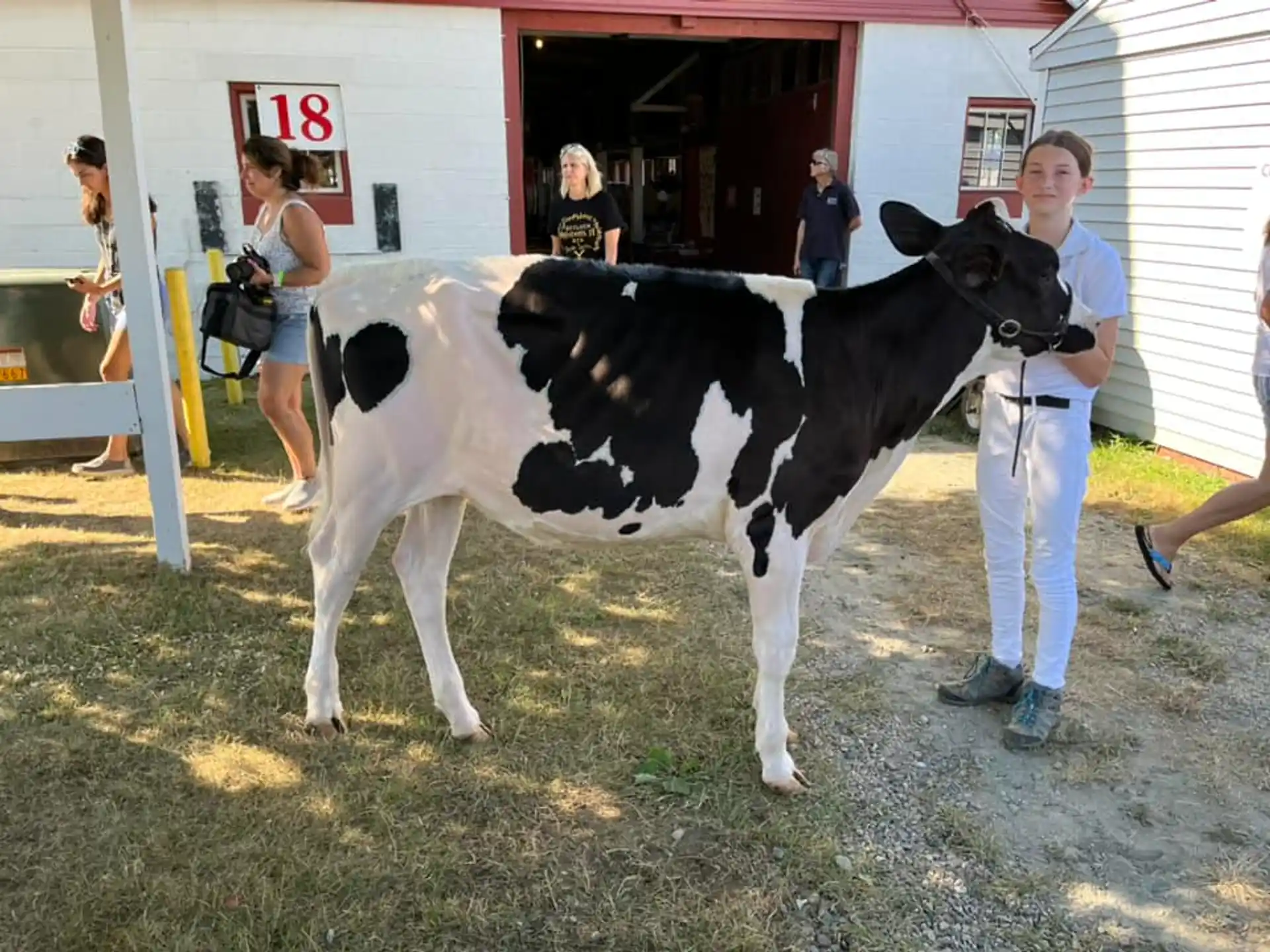 a person walking a cow