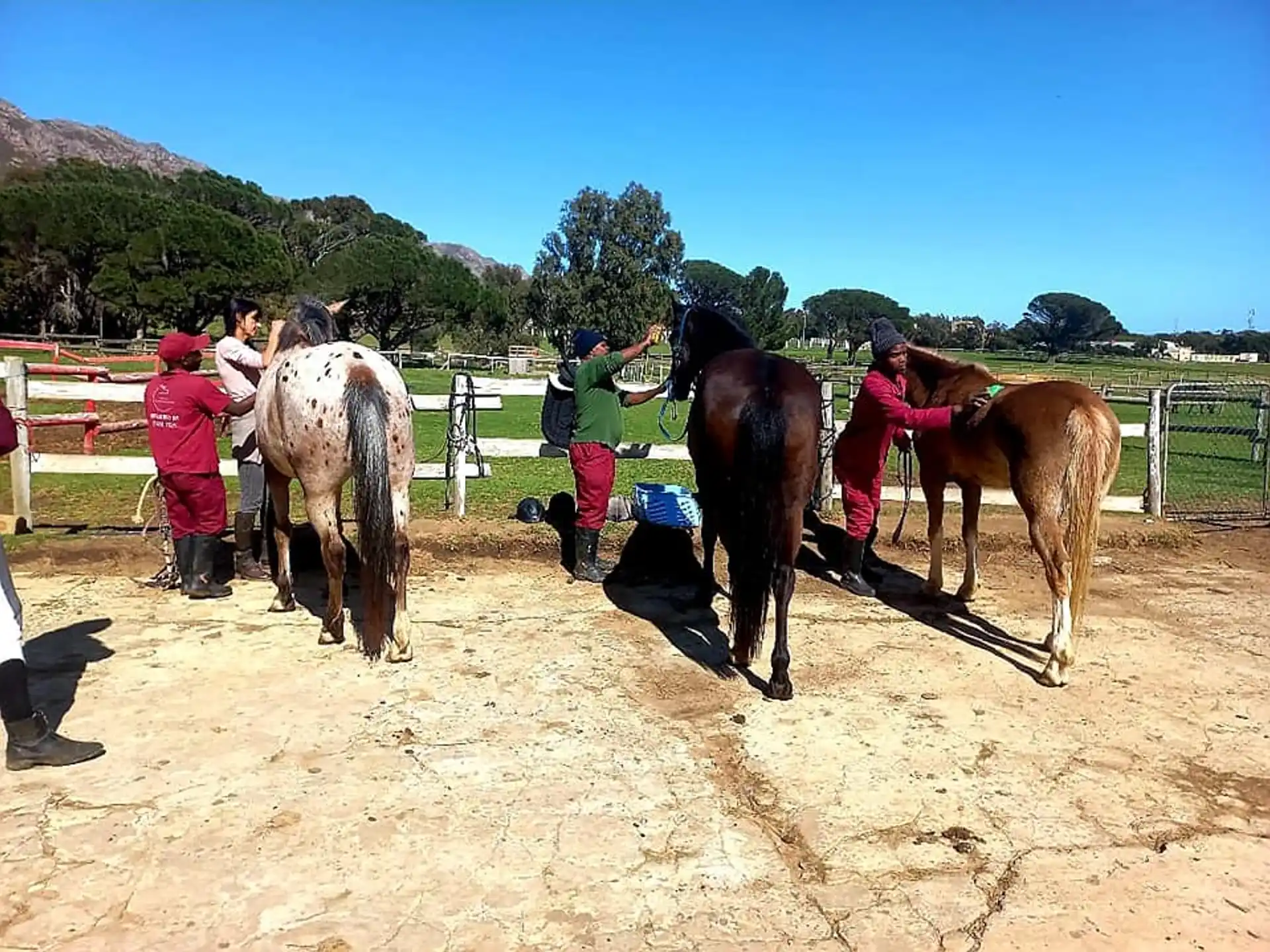 a group of people with horses