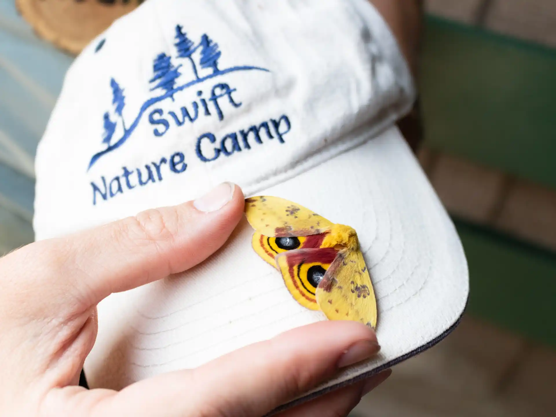 Swift Nature Camp — f352c130 bad5 4803 93a2 c94a3c5759bd