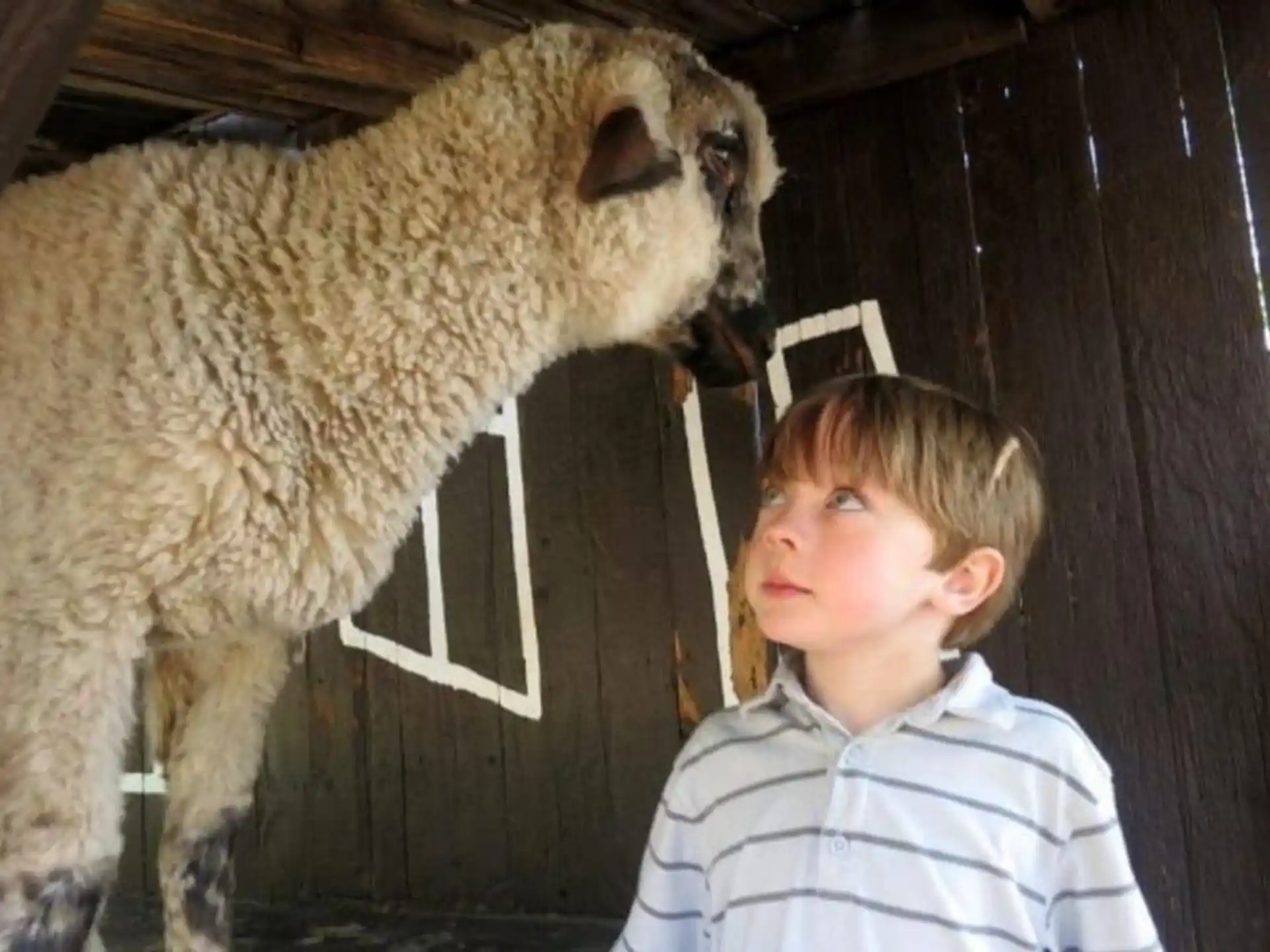 a boy looking at a sheep