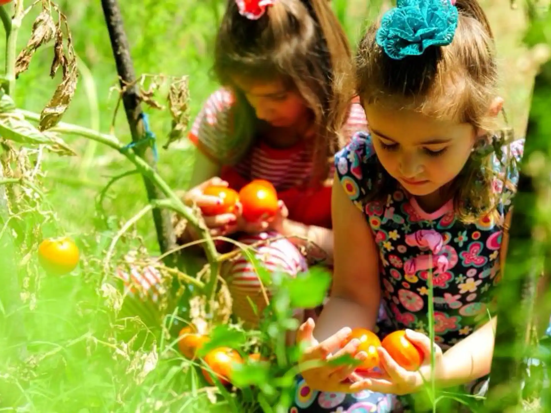 a couple of young girls picking tomatoes